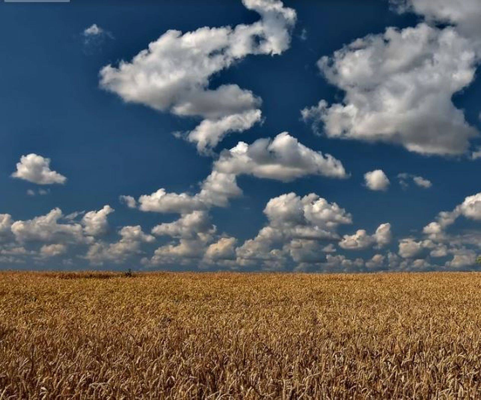 Nisu ja sellest toodetav jahu on üks globaalse toiduga varustatuse alustalasid, kuna sellest saab toota saiatooteid ja muid esmavajalikke toiduaineid. Sestap on Kasahstan kehtestanud sellele üliolulisele kaubaartiklile koroonaviiruse puhangus ekspordikeelu.