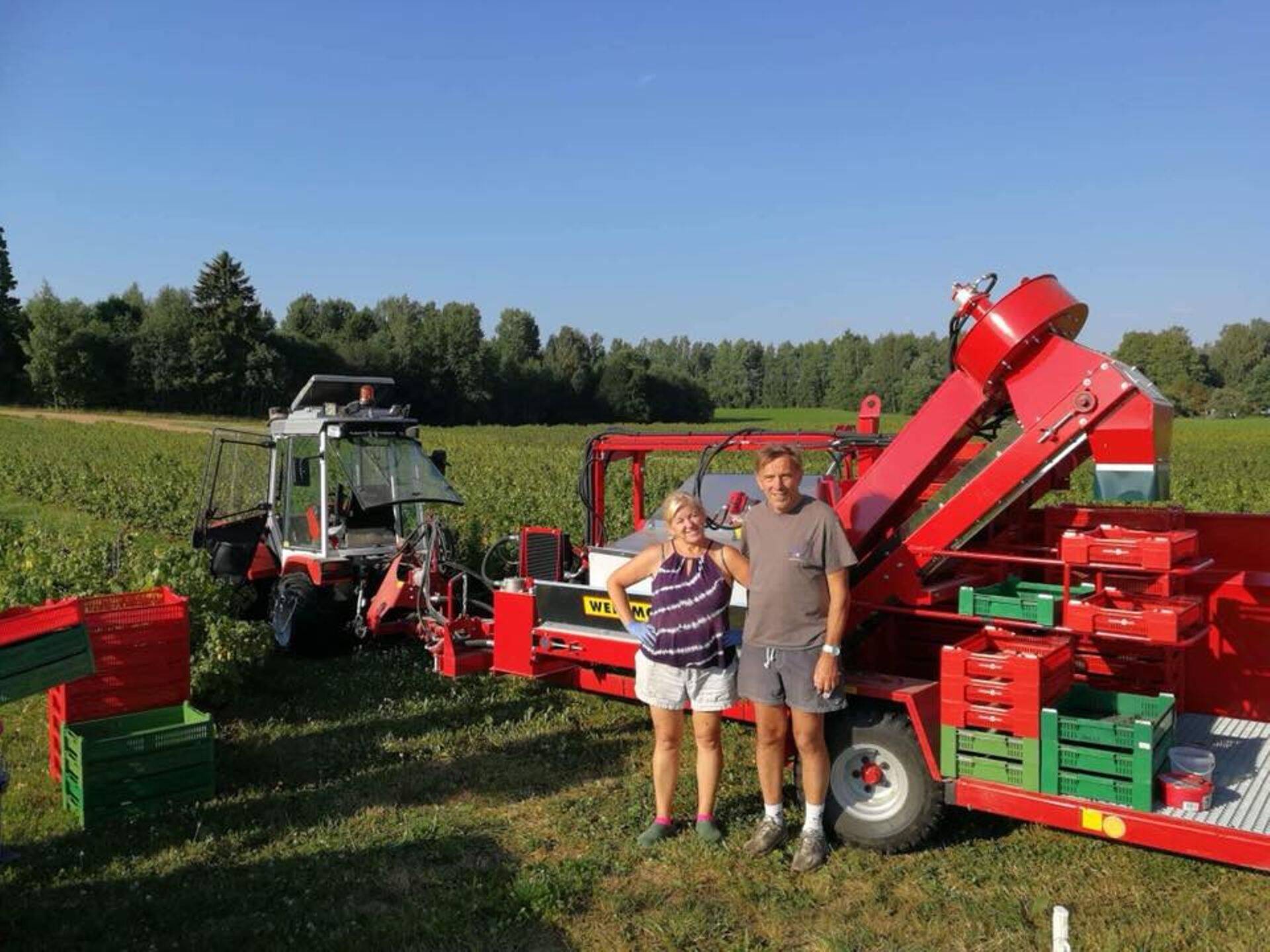 Aime ja Neeme Tulp läinud aastal marjasaagi koristuse ajal. Nad kinnitavad, et sõstrakasvatusega ei ole hea tehnika olemasolu korral teab mis töömahukas ja aega rööviv tegevusala, aia eest tuleb muidugi hoolt kanda, aga see ei eelda lausa igapäevast rabamist.