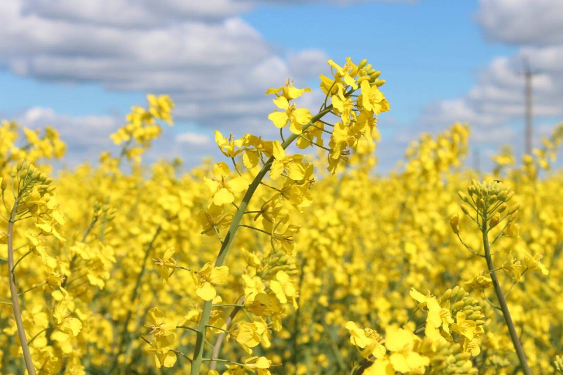 Kollased rapsipõllud meeldivad mesilastele