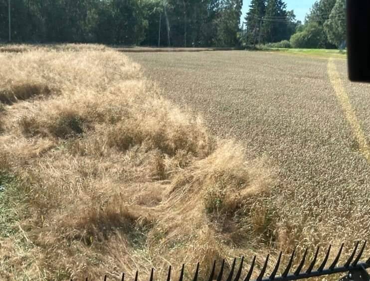 Rukki-kastehein talinisus.