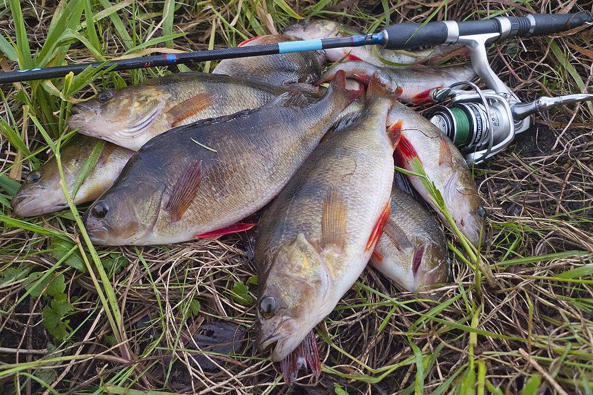 Uuringu põhjal domineeris 2024. aastal harrastajate saakides ahven, mida püüti välja kokku 681 tonni.