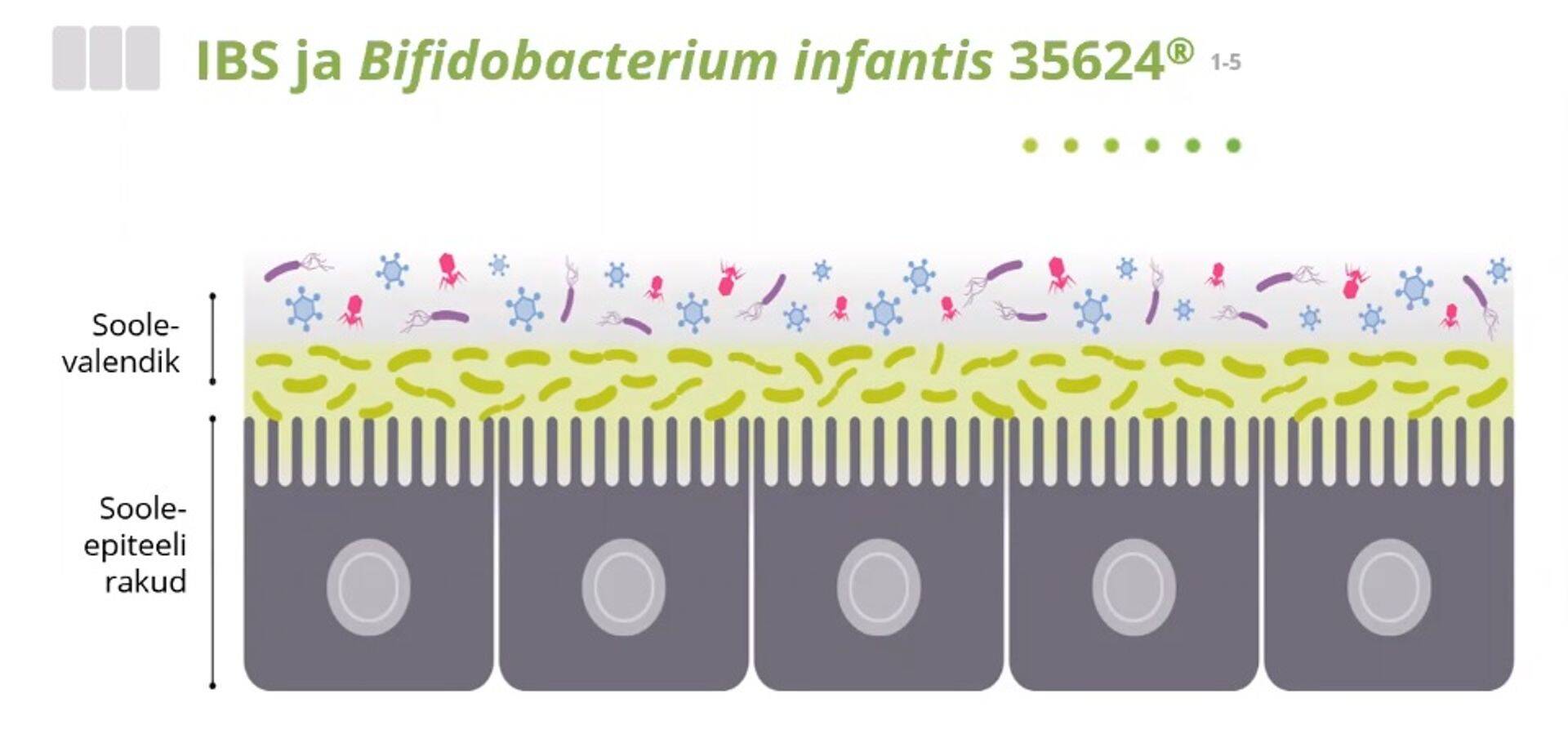 Bifidobacterium Infantis 35624 bakterirakud on kollakasrohelise kihina soolevalendikus sooleepiteeli rakkudel.