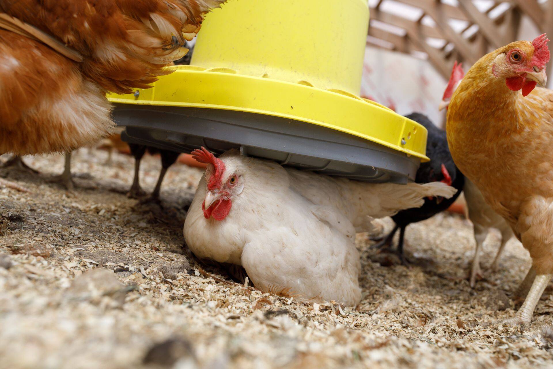 VTA märkis aga, kui linnugrippi ei suudeta Kesk-Euroopas kontrolli alla saada, siis võivad rändlinnud selle ka Eestisse tuua.