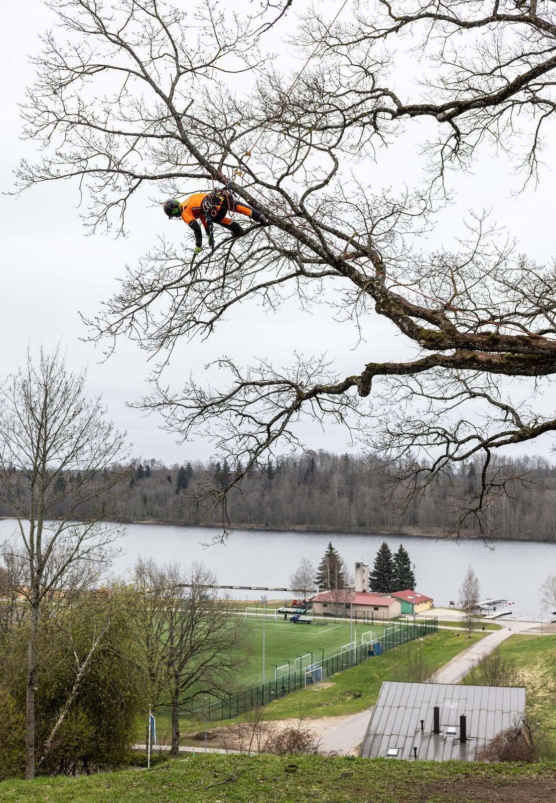 “Selle surmasõlme otsas ripub minu elu,” ütleb arborist Kerdi Varm ning ronib selle köiega üles vana tamme otsa, mis on kõrgem kui kõrval seisev kolmekorruseline maja, ja hakkab tööle.