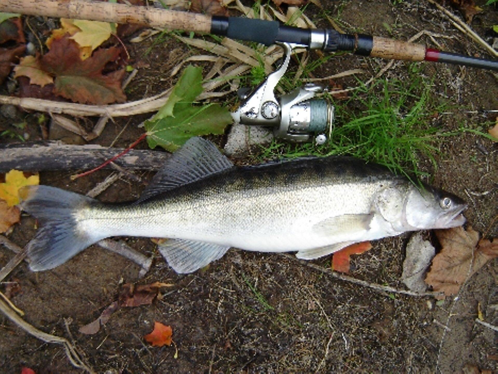 Koha looduslikuks taastootmiseks paigutati Pärnu lahte kunstkoelmud