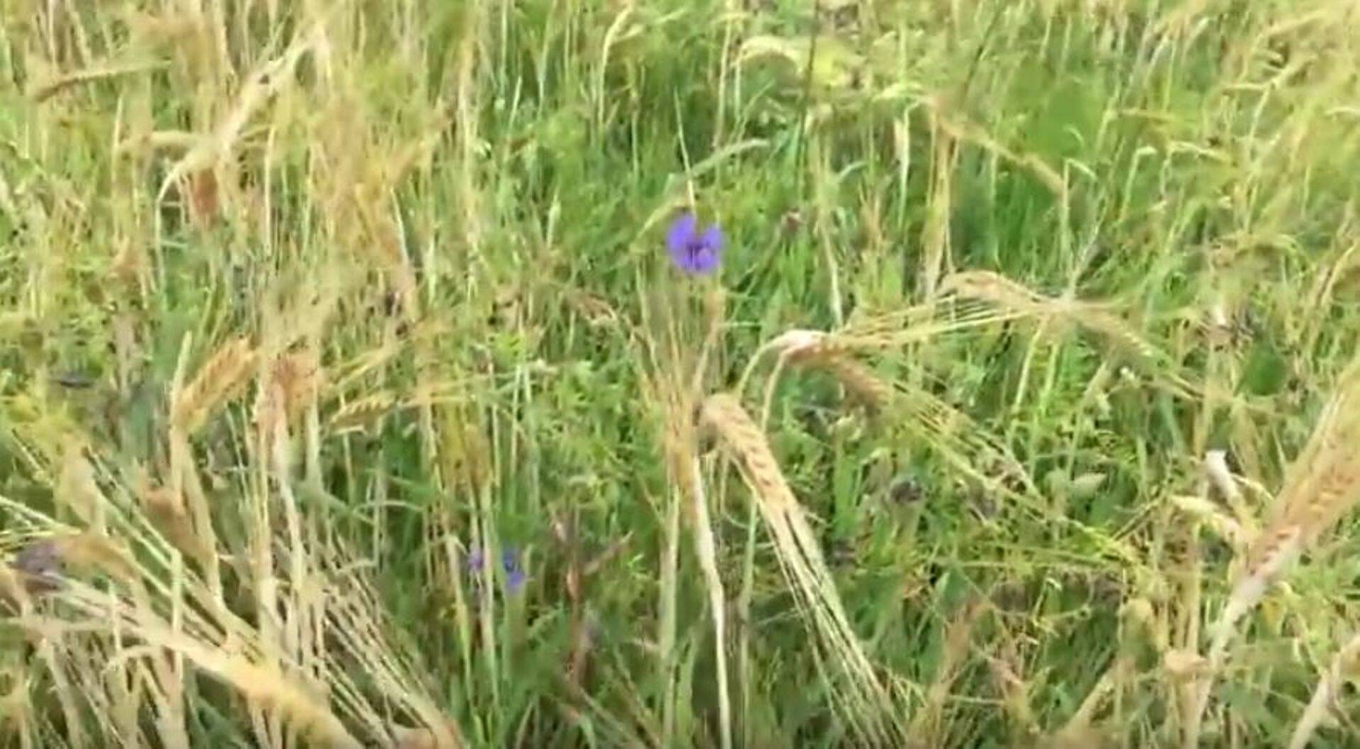 Maaelukomisjon arutas Jõgeval põuakahjude leevendamist