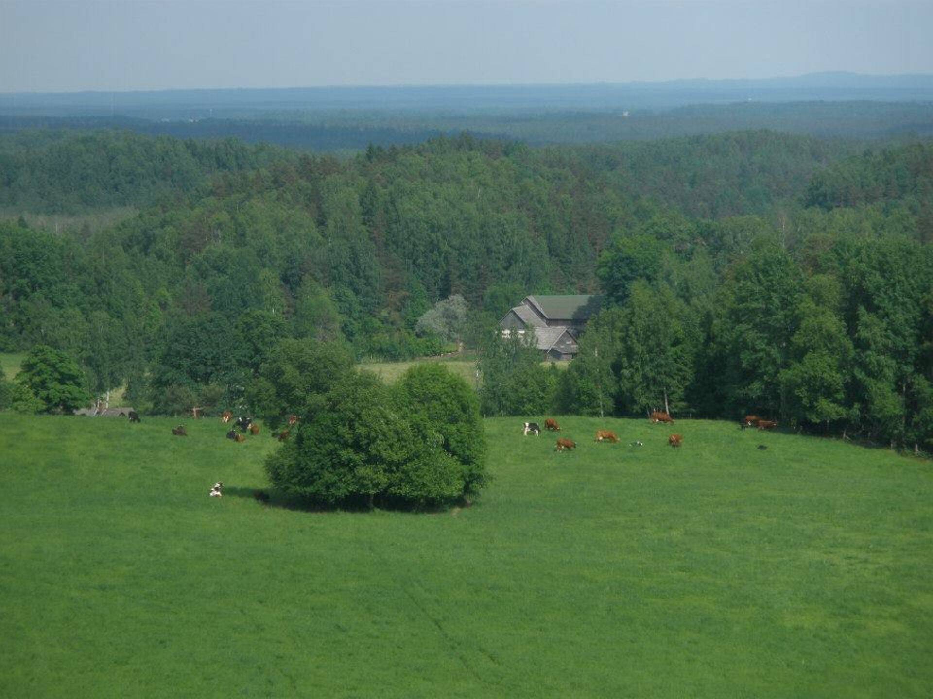 Metsa- ja puidusektoril on võtmeroll Lõuna-Eesti inimeste toimetulekus.