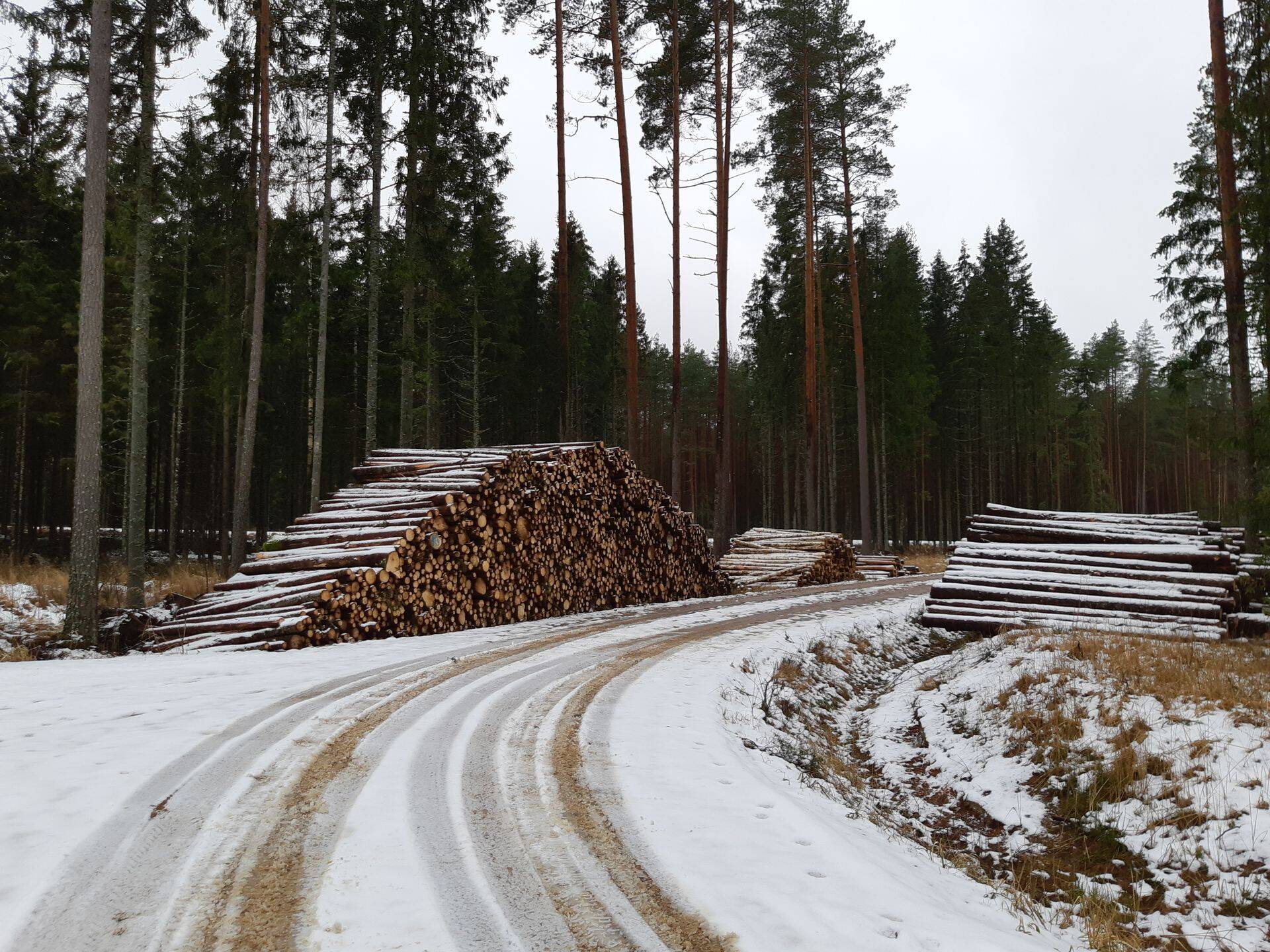 Metsatööd Valgamaal.