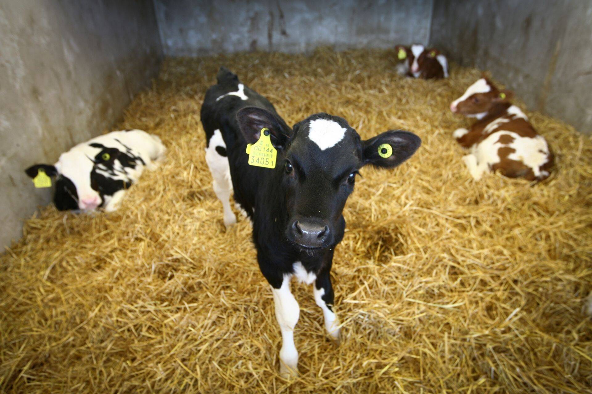 Muutus veterinaartõendite väljastamise kord