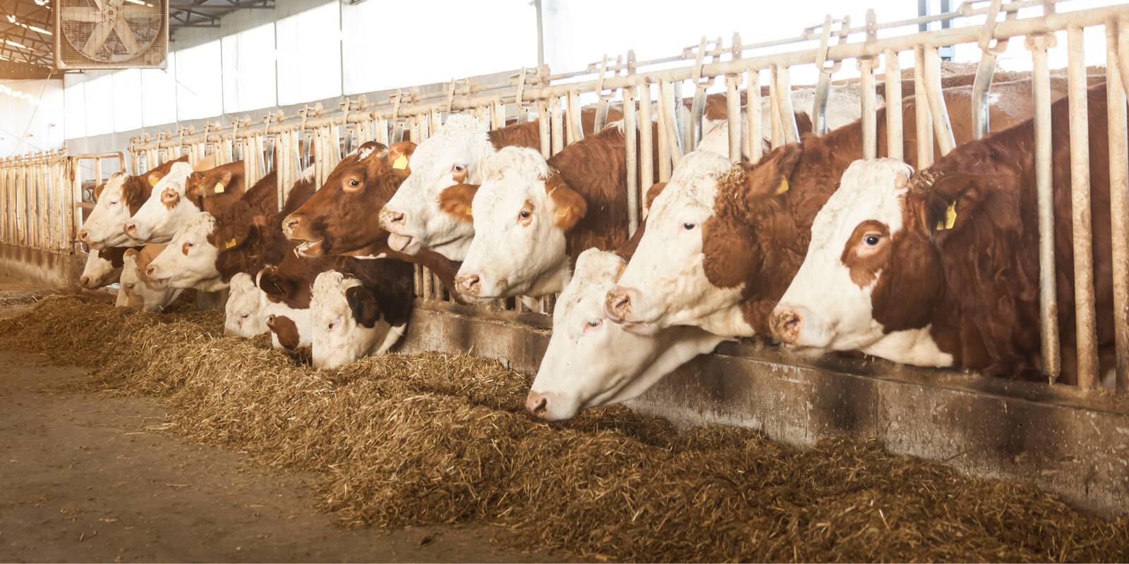 Koostöö suurendab mõlema ettevõtte võimalusi toetada Eesti loomakasvatajaid nende igapäevatöös, parandada loomade heaolu ning tagada farmides kõrgem tootlikkus.