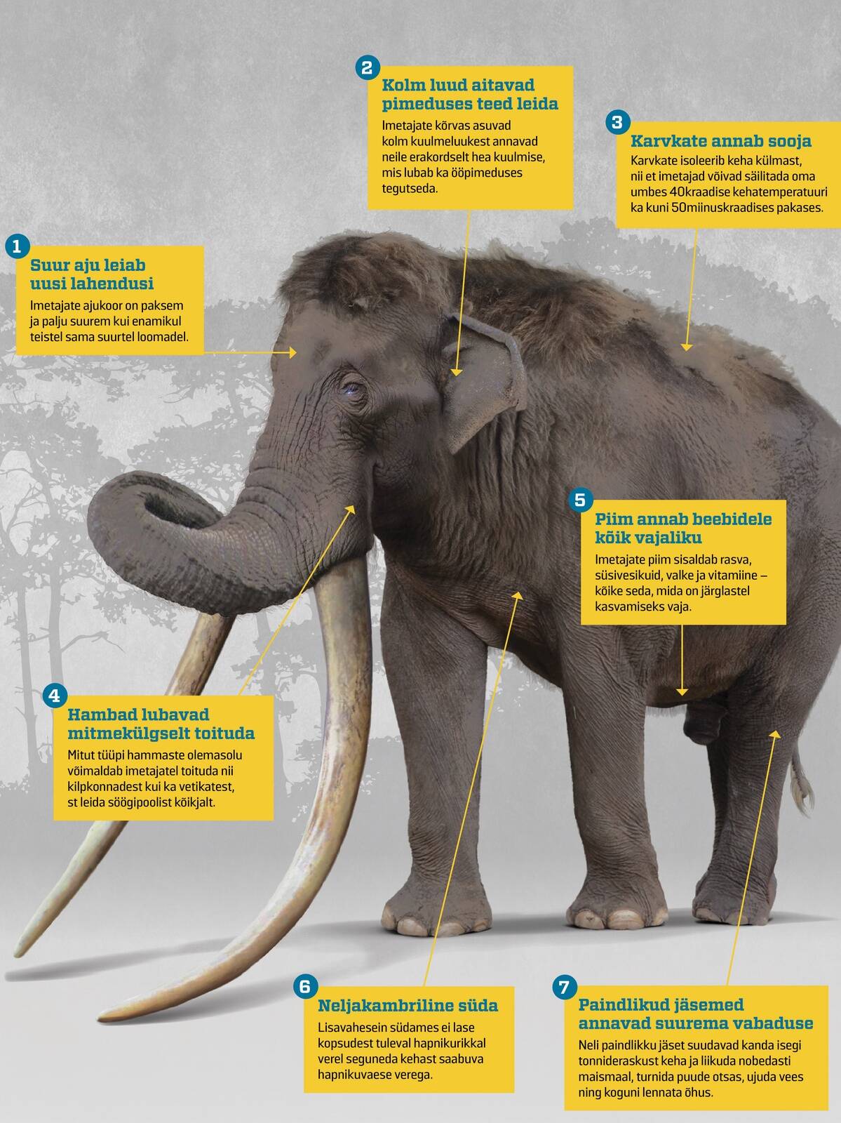 Seitse omadust andsid imetajatele täiusliku stardipositsiooni dinosaurustest tühjaks jäänud niši hõivamiseks. Needsamad omadused teenivad meid hästi veel tänase päevani.