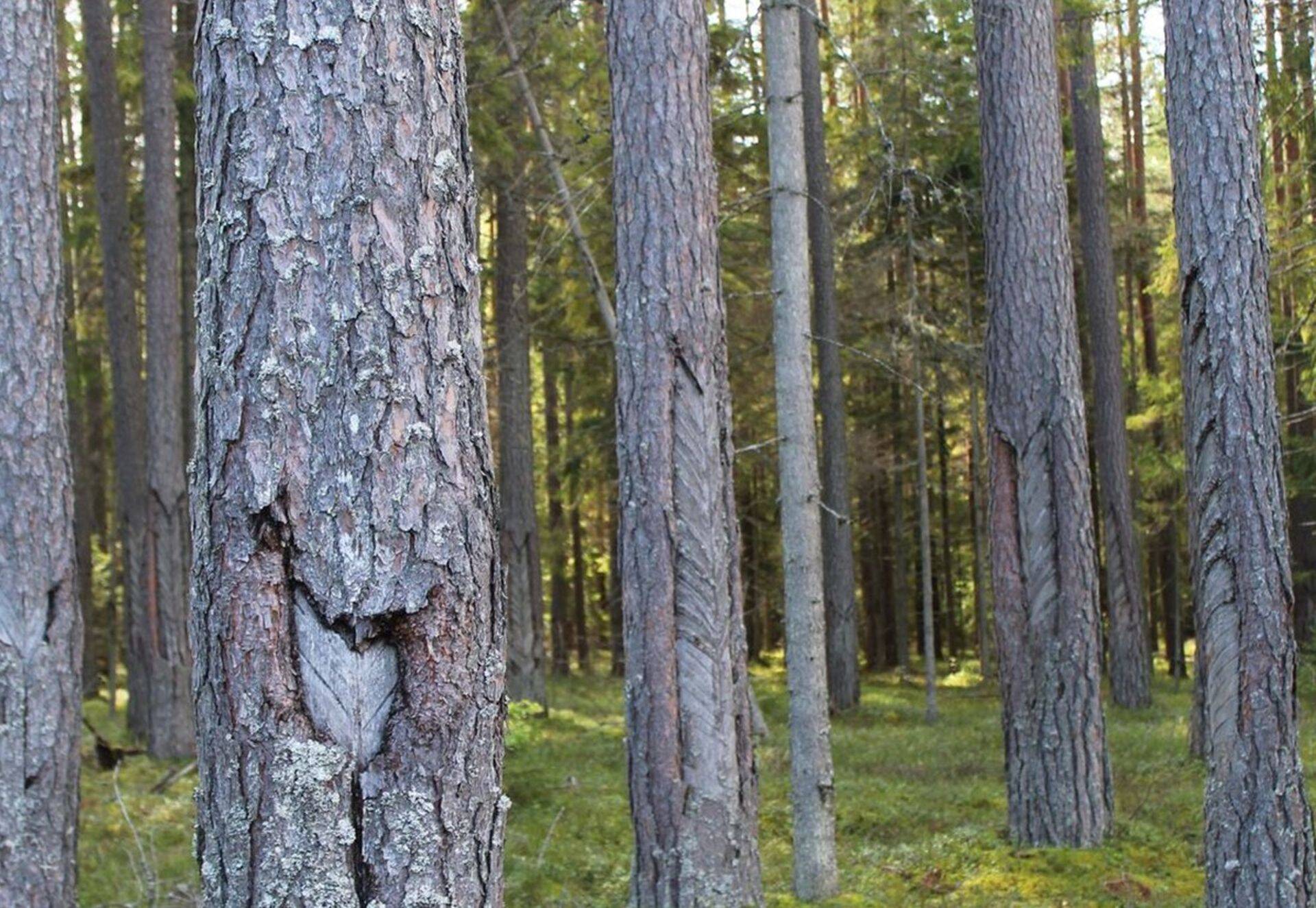 Pärandkultuuri objektide hulka kuuluvad ka puude vaigutamisega seotud vaigukogumispunktid.