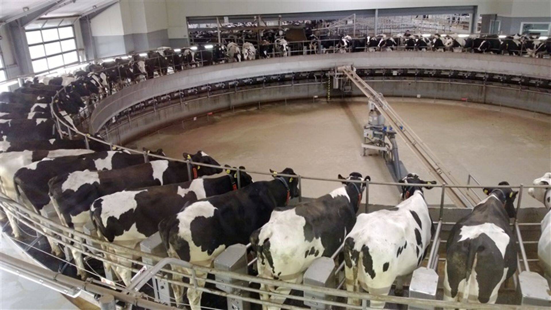 Lübars Agrar GmbH veisefarmi külastamas.