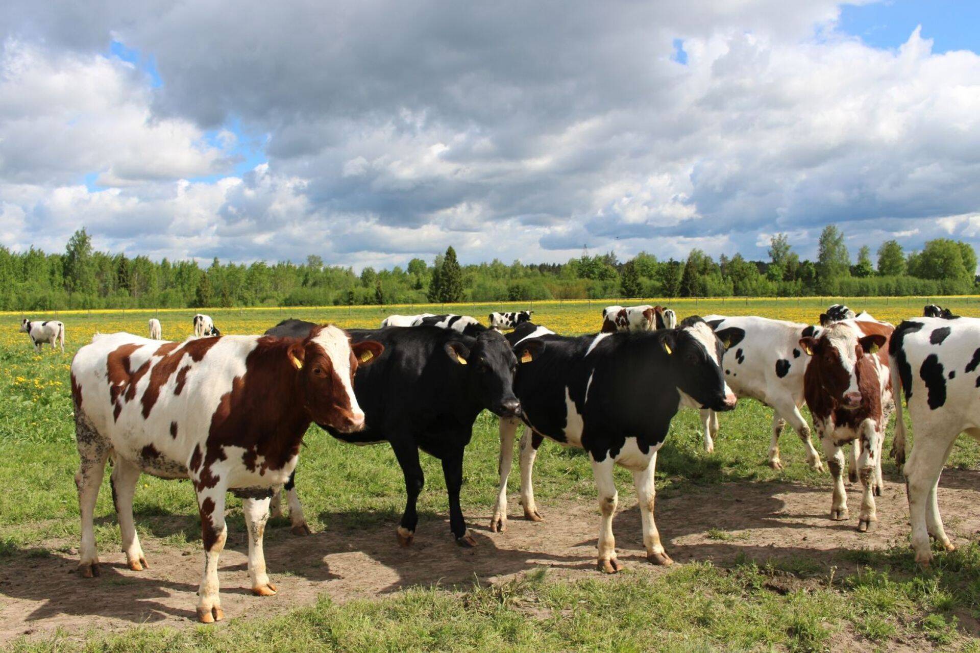 Tartu Agro noorloomad.
