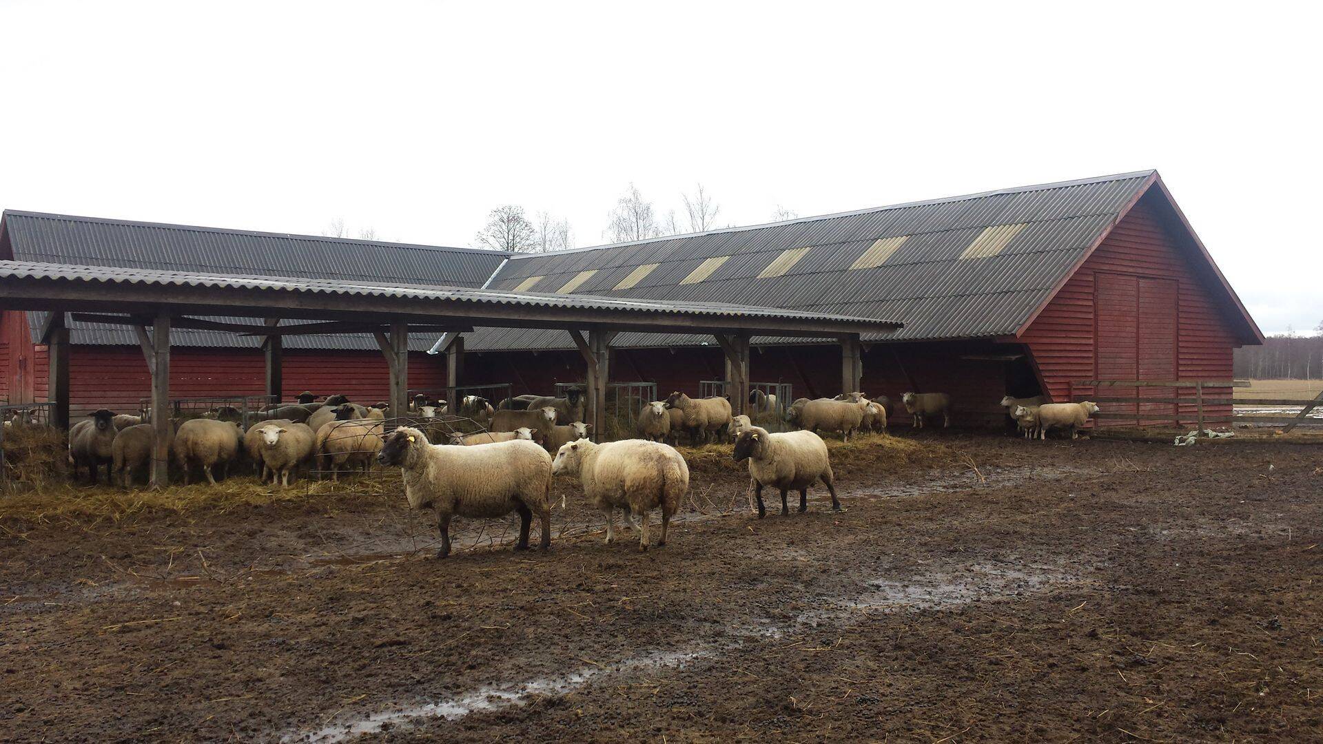 11 Eesti põllumajandusettevõtet GreenAgri pilootprojektis