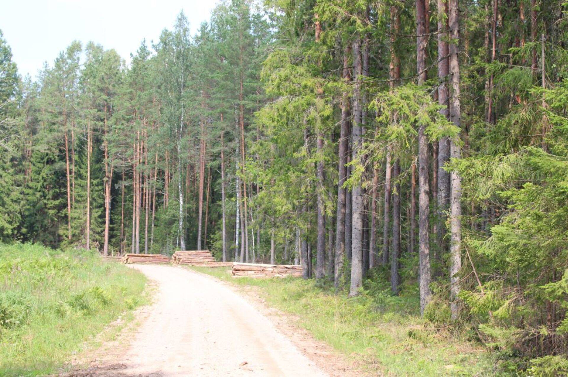 Kui palju tohib aastatel 2019-2023 teha riigimetsas uuendusraiet?