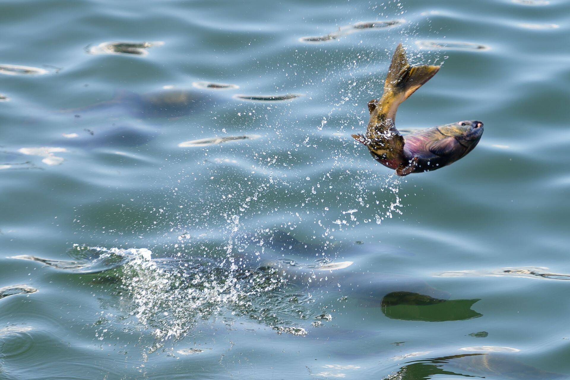 Norra kalakasvatustele plaanitavala maksule reageerisid aktsiad juba langusega.