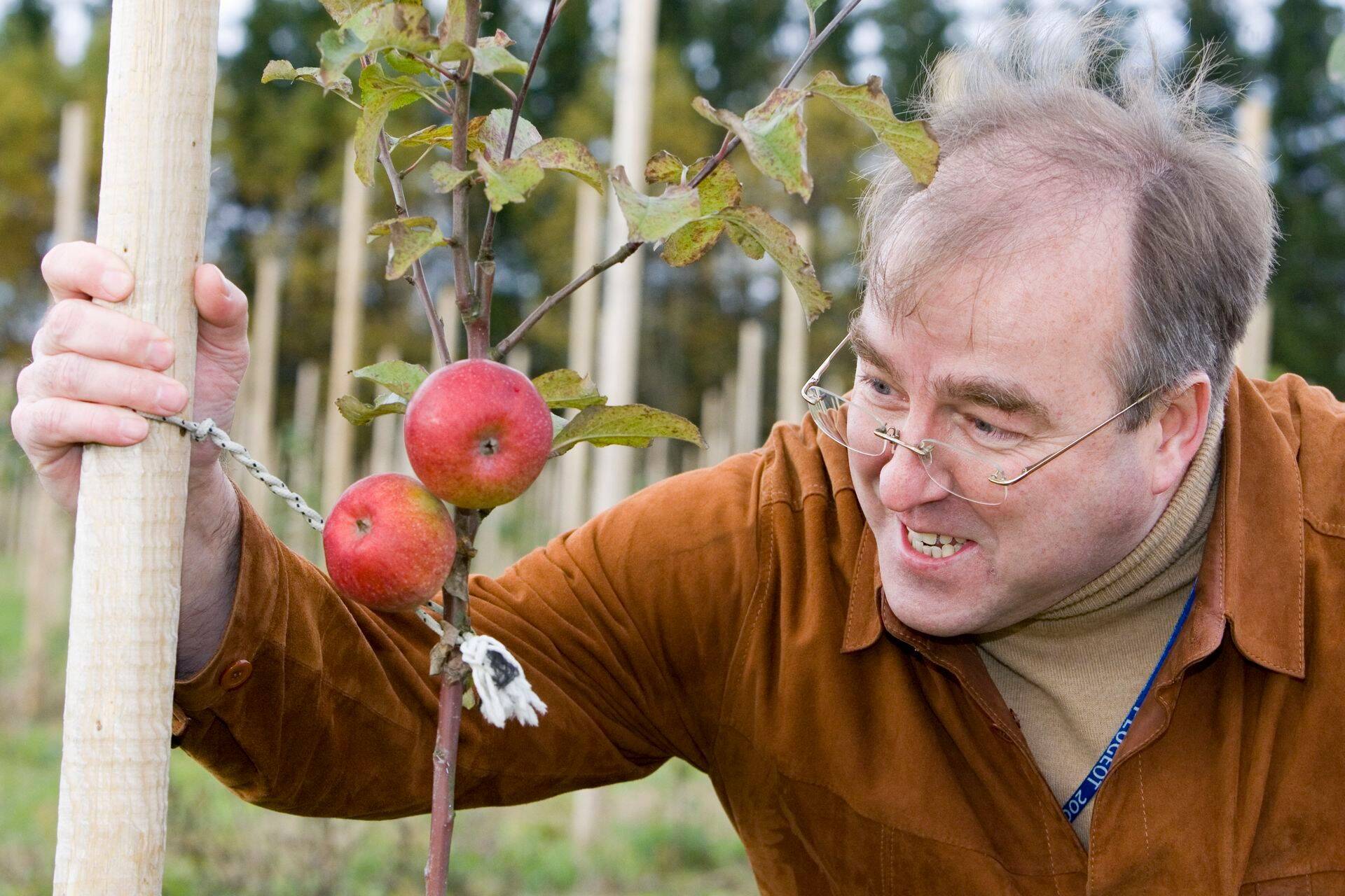 Toomas Rüütmann 2007. aastal oma noores õunapuude kasvatuses.