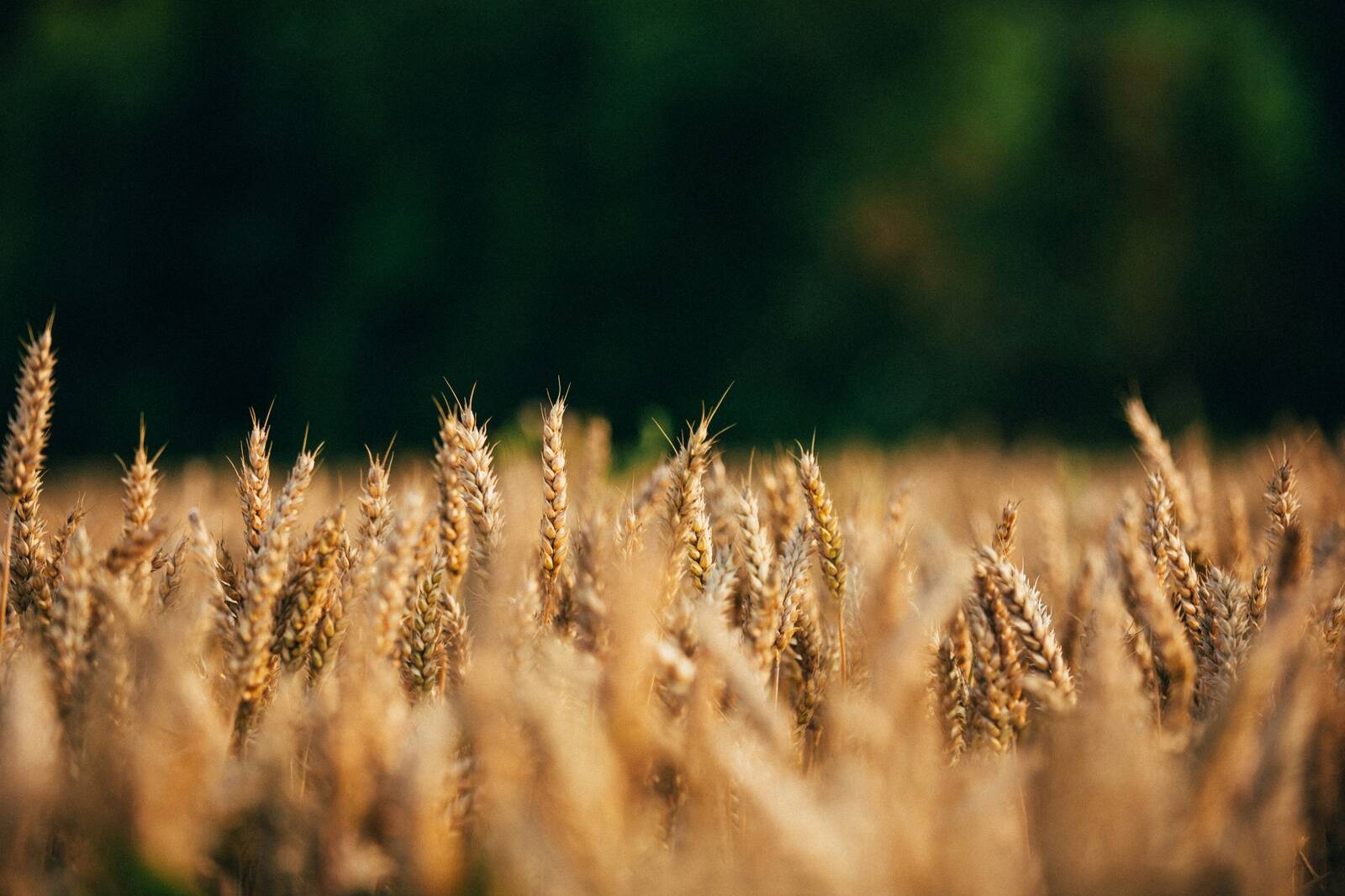 Rakenduskava hõlmab eripalgelisi tegevusi info- ja põllupäevadest, koolitustest innovatsioonialase nõustamiseni.