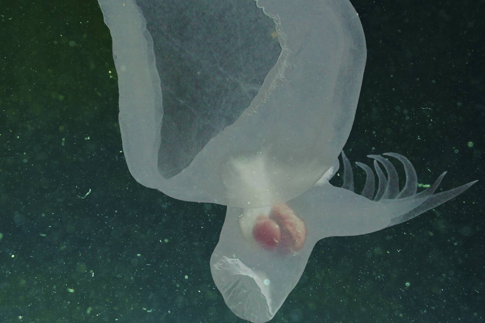 Mereelanik püüab saaki kapuutsiga