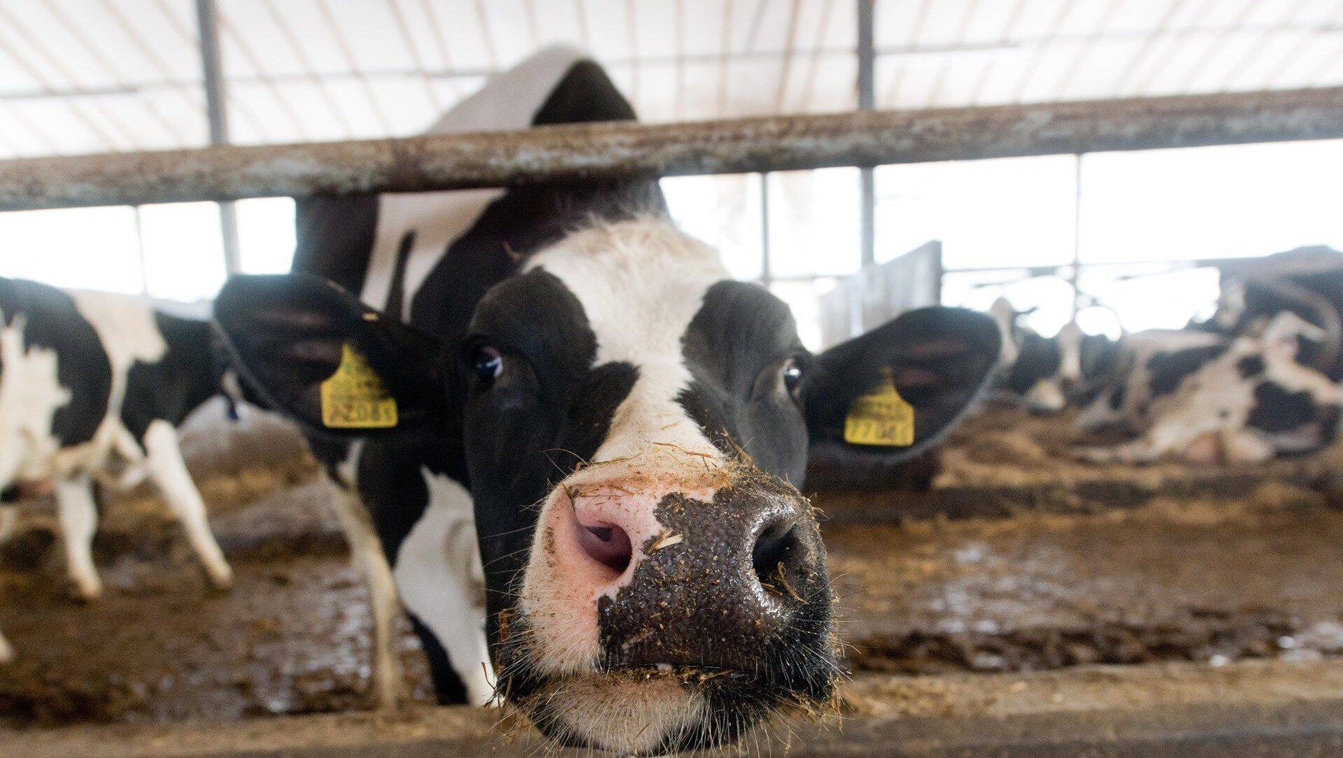 Экспорт продукции молочного сектора Эстонии в Японию не будет содействовать улучшению положения производителей молока