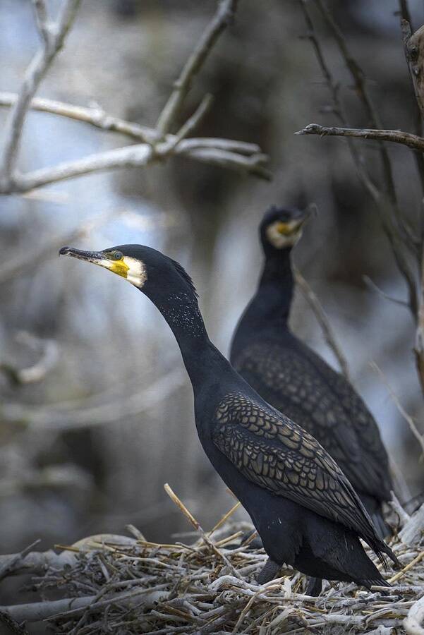 Et Keskkonnaamet saaks konkreetsetes kohtades tegevusi planeerida, on olulised vaatlusandmed. Nende kogumisel saavad kõik harrastajad abiks ola.