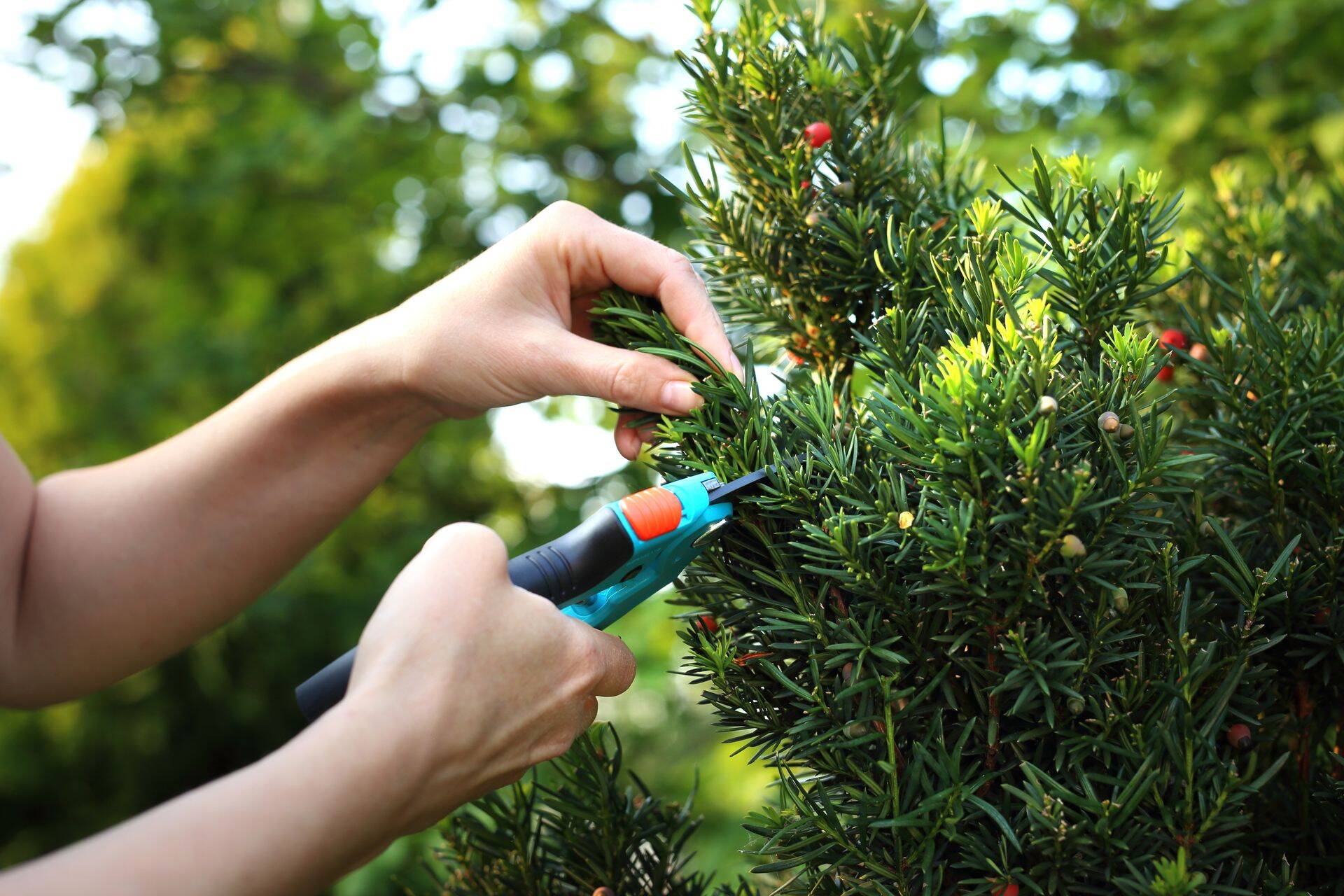 the gardener pruned the shrub with a pruning shears.