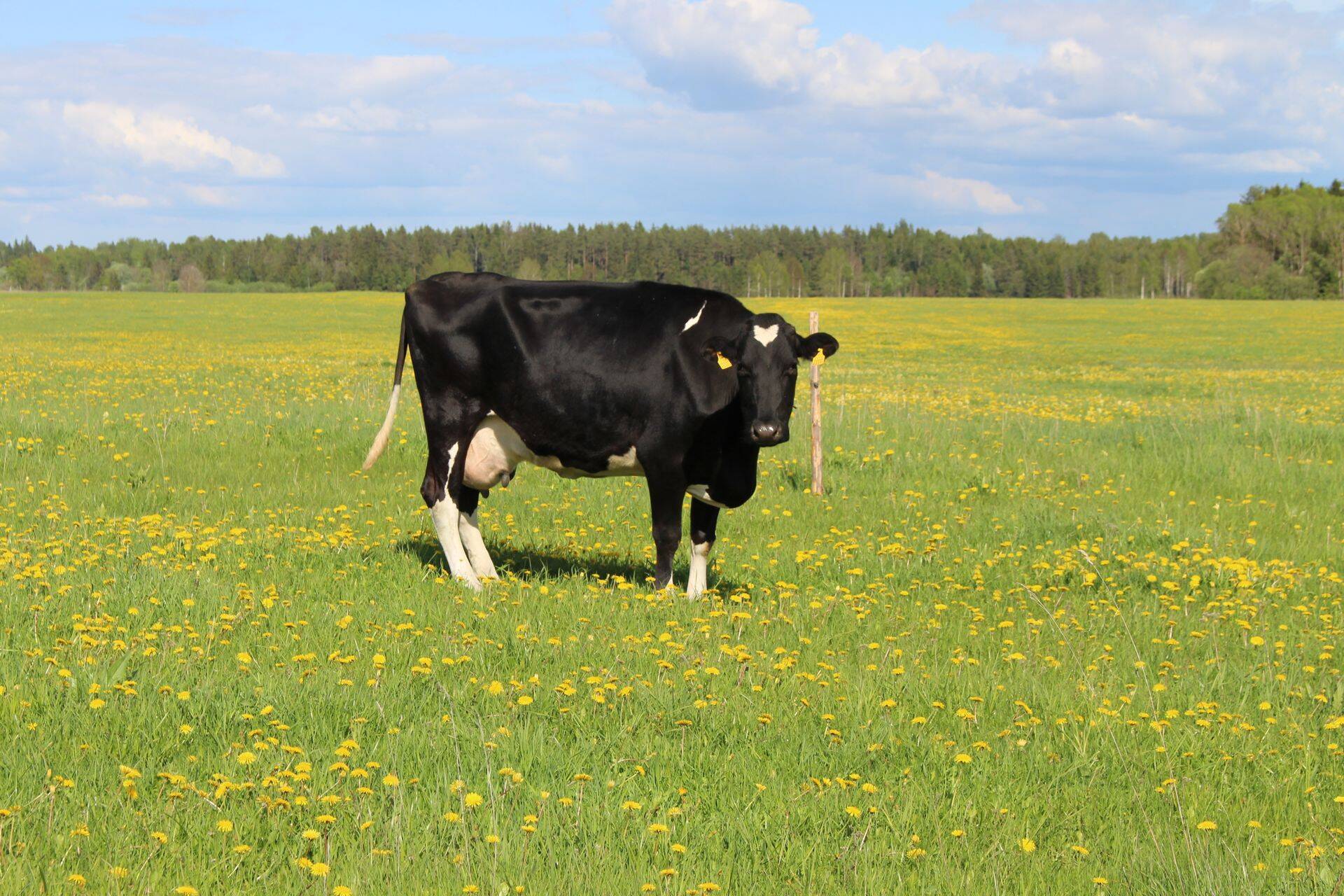Käesoleva aasta märtsi lõpu seisuga oli Eestis 86 000 piimalehma.