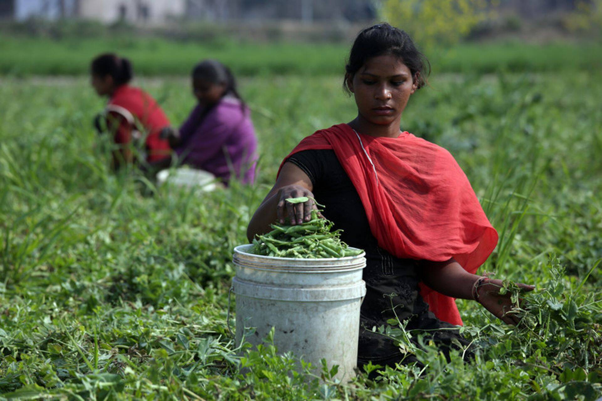 India traditsiooniline majandusharu - põllumajandus.