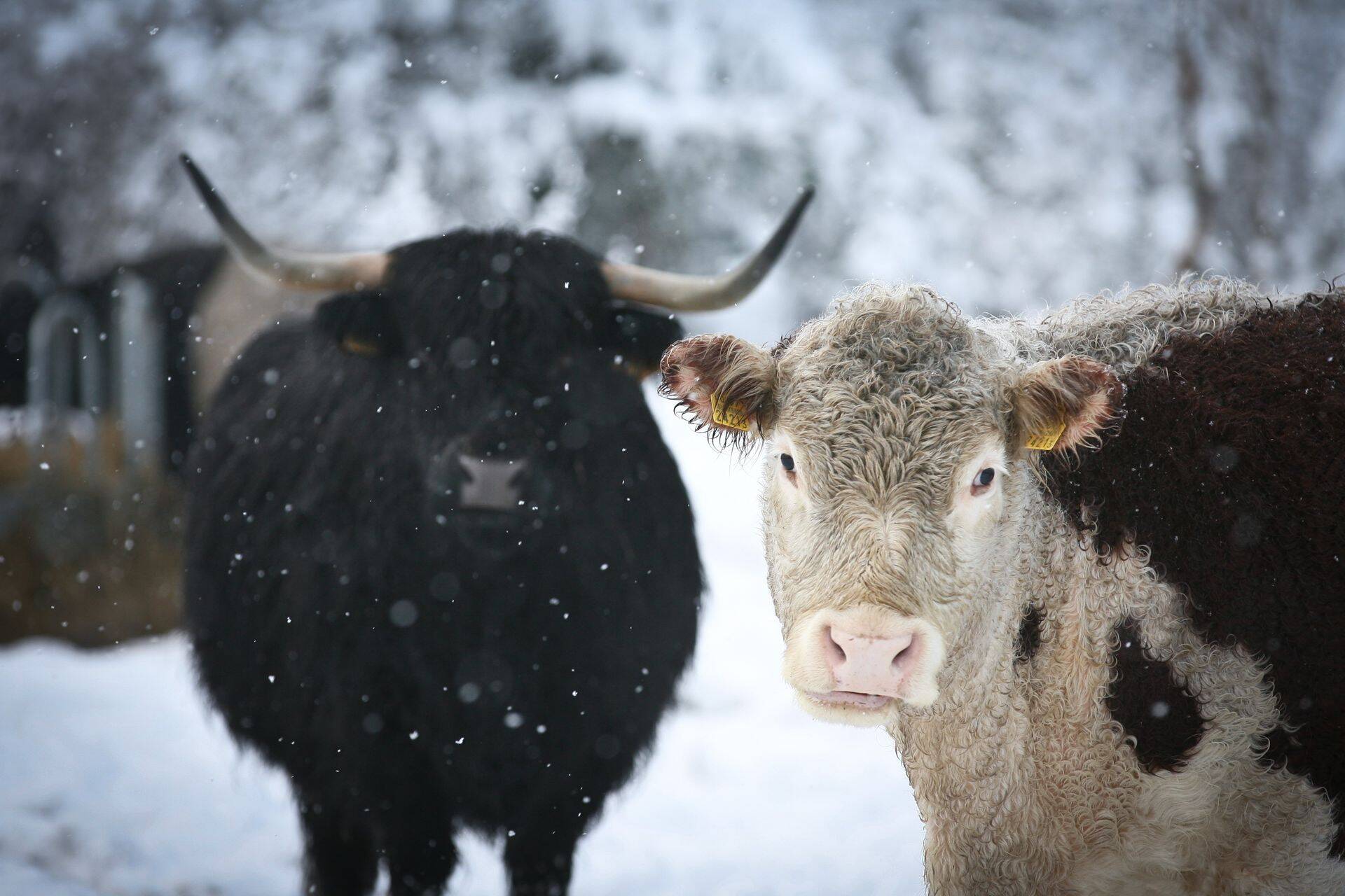 Ekspordiks läheb pool miljonit tonni veiseliha aastas, mis on üheksakümmend protsenti kogu toodetud veiselihast.