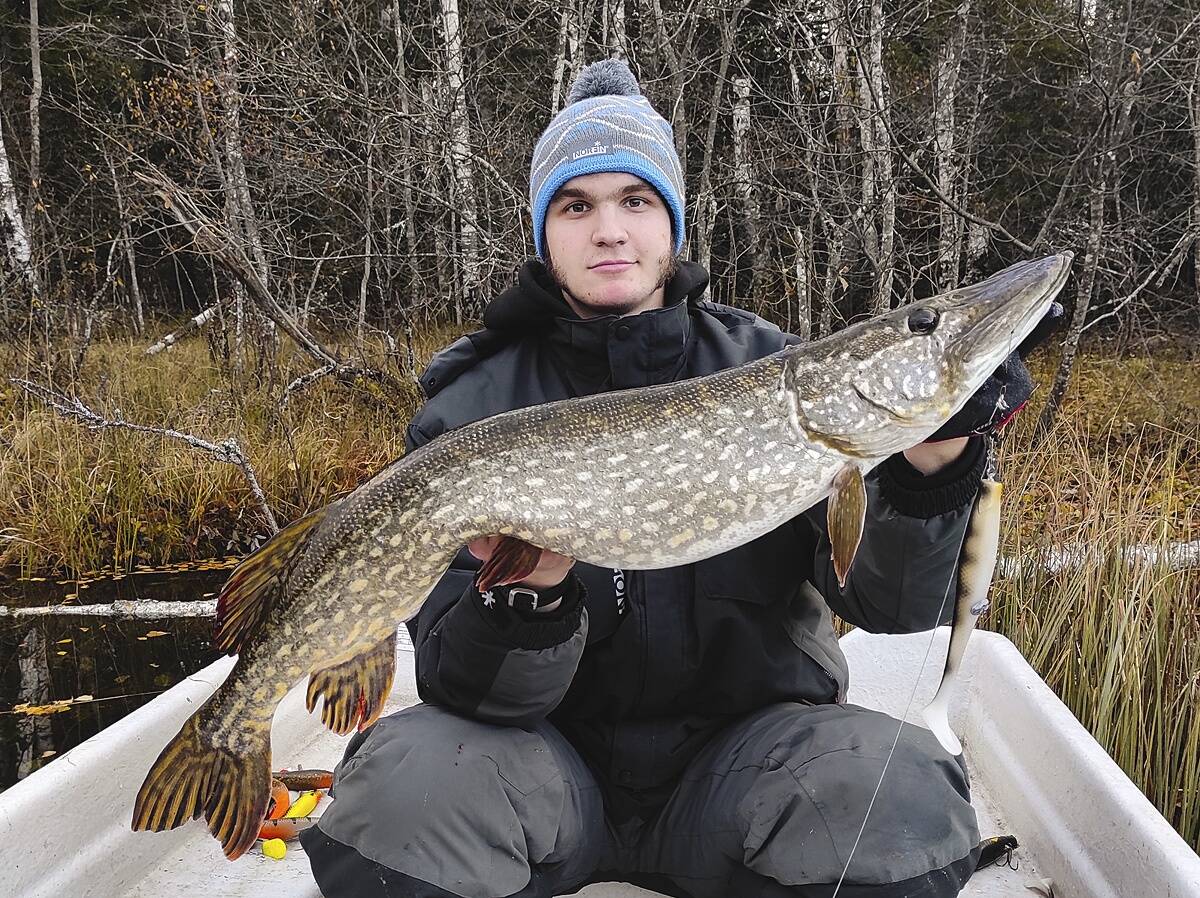 6-kilone novembrikuine haug, püütud Lucky Johni Kubira 23 cm pikkuse mudeliga.