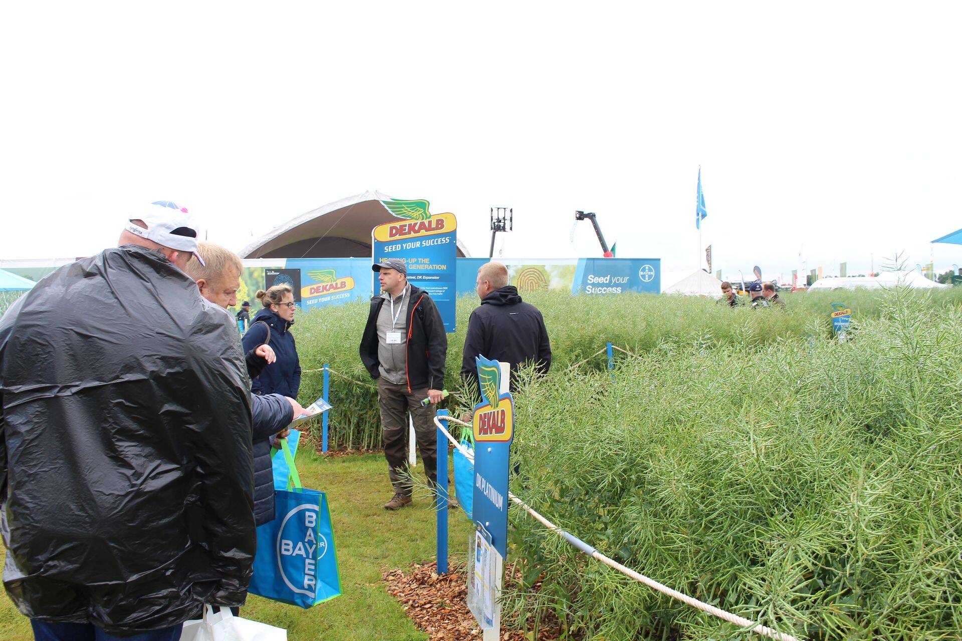 Bayeri alal oli mitmeid DEKALBi rapsisorte võimalik vaadata.