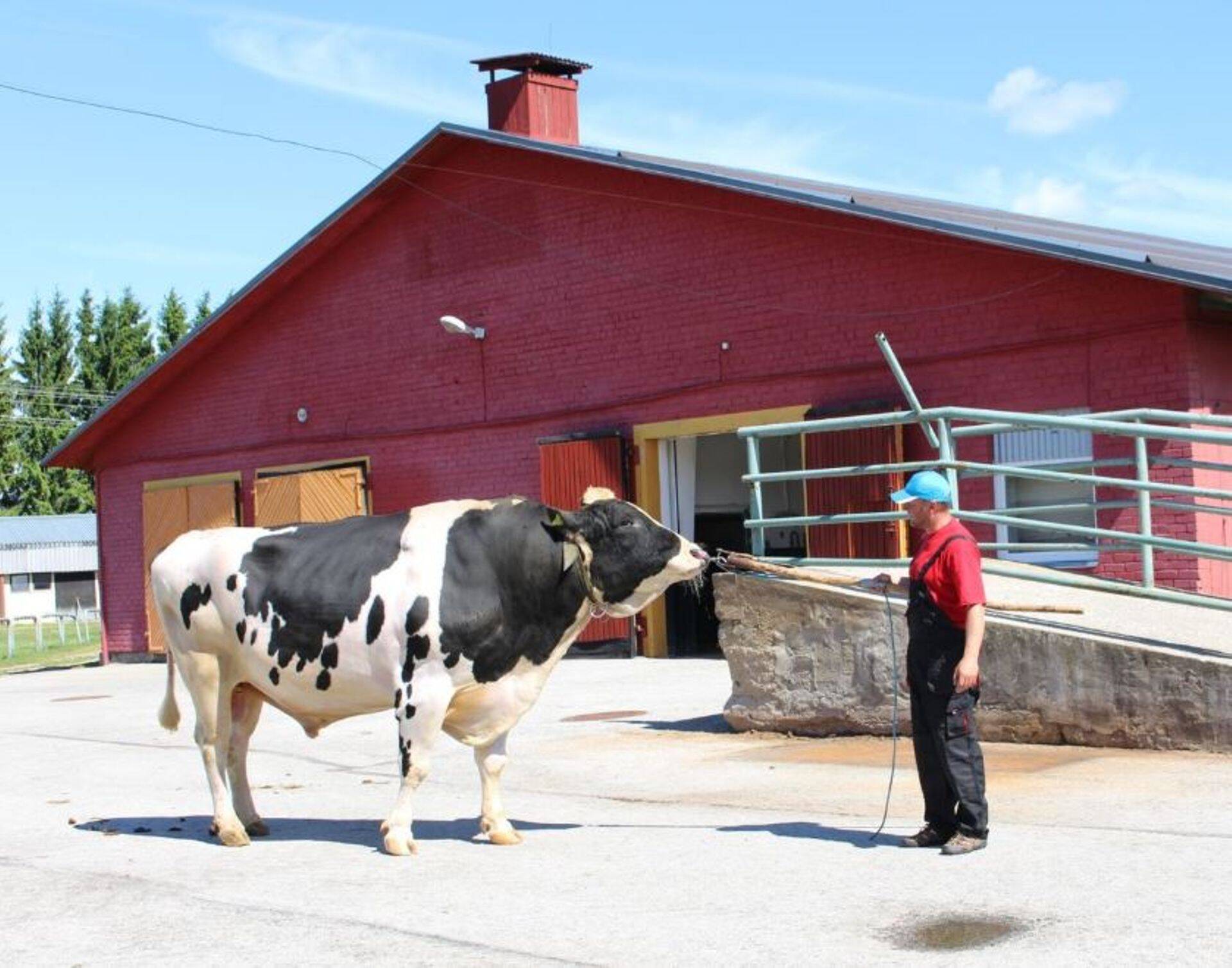 Tõupull Keavas, Raplamaal.