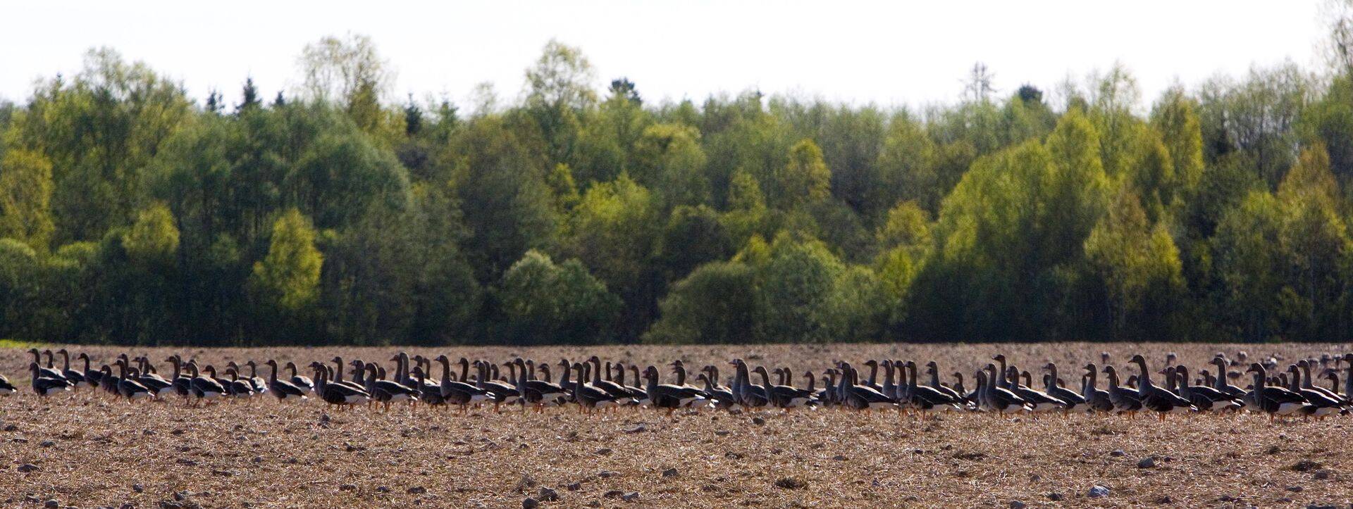 Viimastel aastatel on haneliste arvukus märkimisväärselt kasvanud, põhjustades suuri kahjustusi meie põllumajandusmaadele.