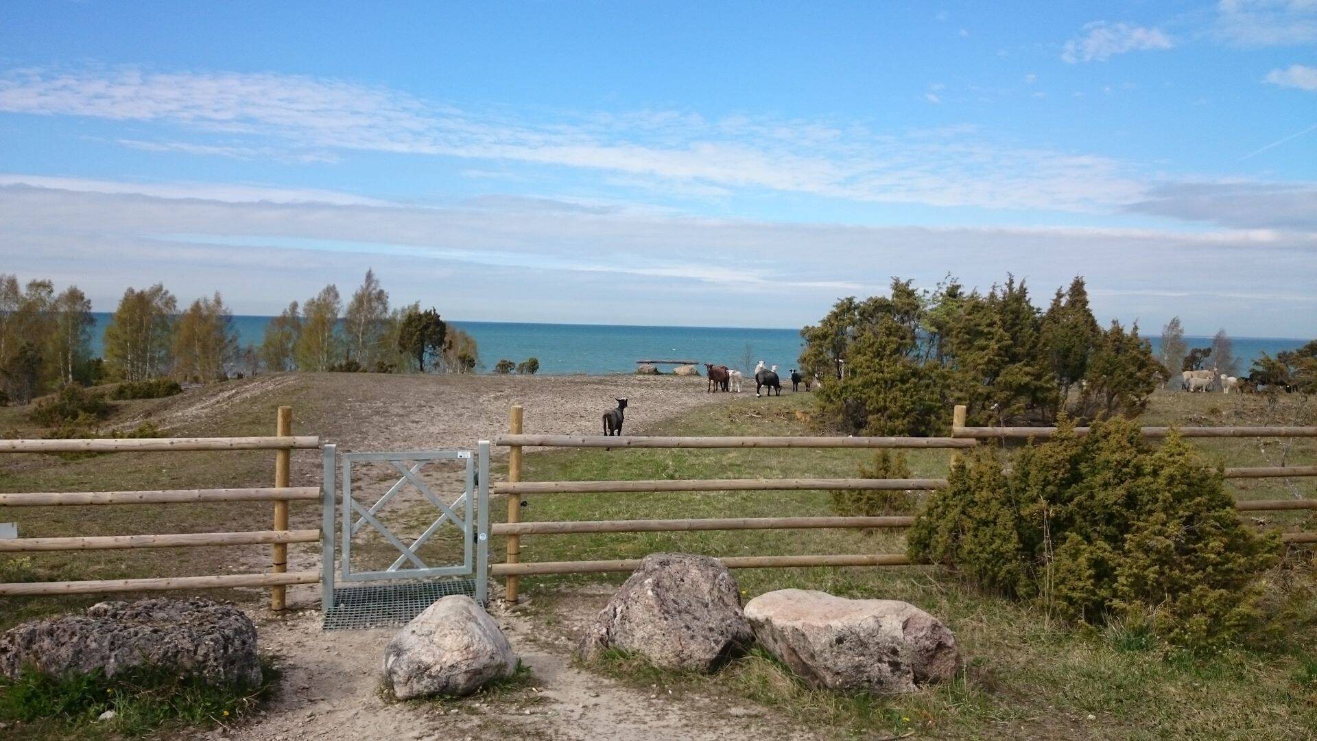 Valged ja mustad lambad Üügu loopealset hooldamas..