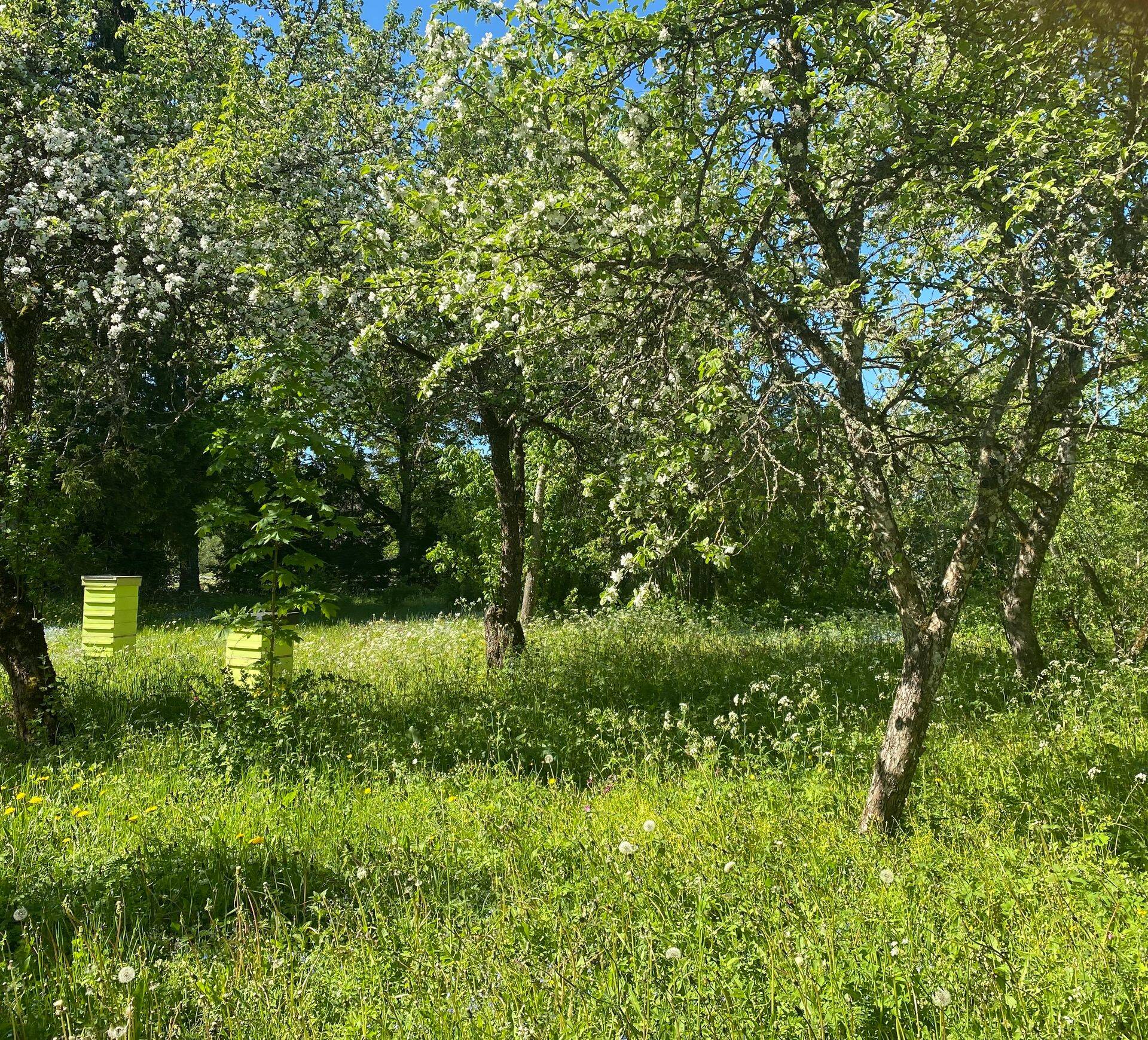 Padise kloostri munkade rajatud tarbeaed on toidusalu rajamiseks looduslikult mitmekesine.