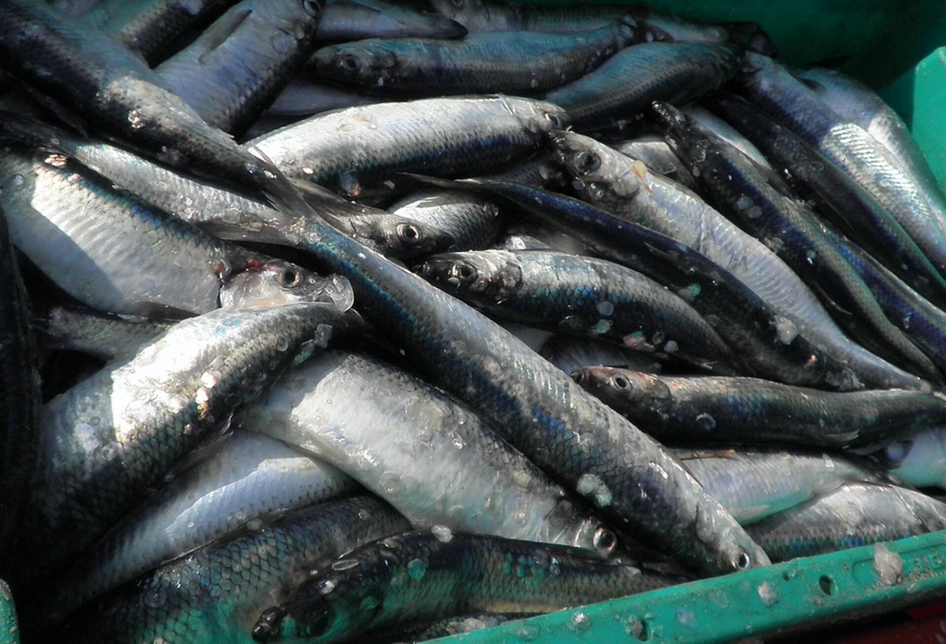 Läänemere avaosa ja Peisi järve kalapüügi võimalused suurenevad