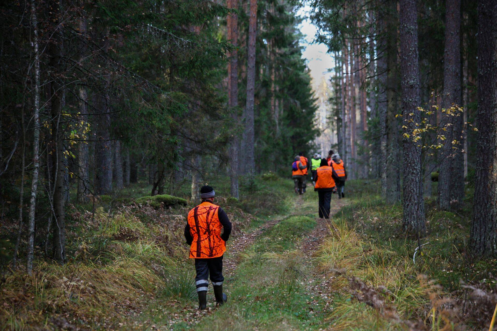 eamiselt jahitakse põtru, punahirvi, metskitsi ja metssigu.