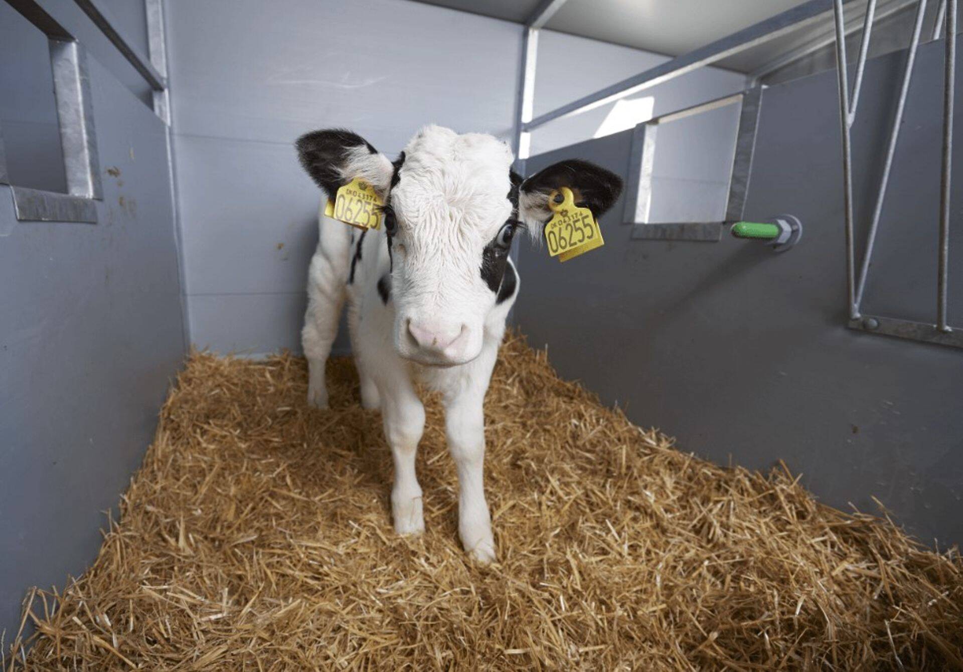 On oluline, et latter oleks kuiv, sest nii on olemas parimad tingimused vasika kuivana hoidmiseks.