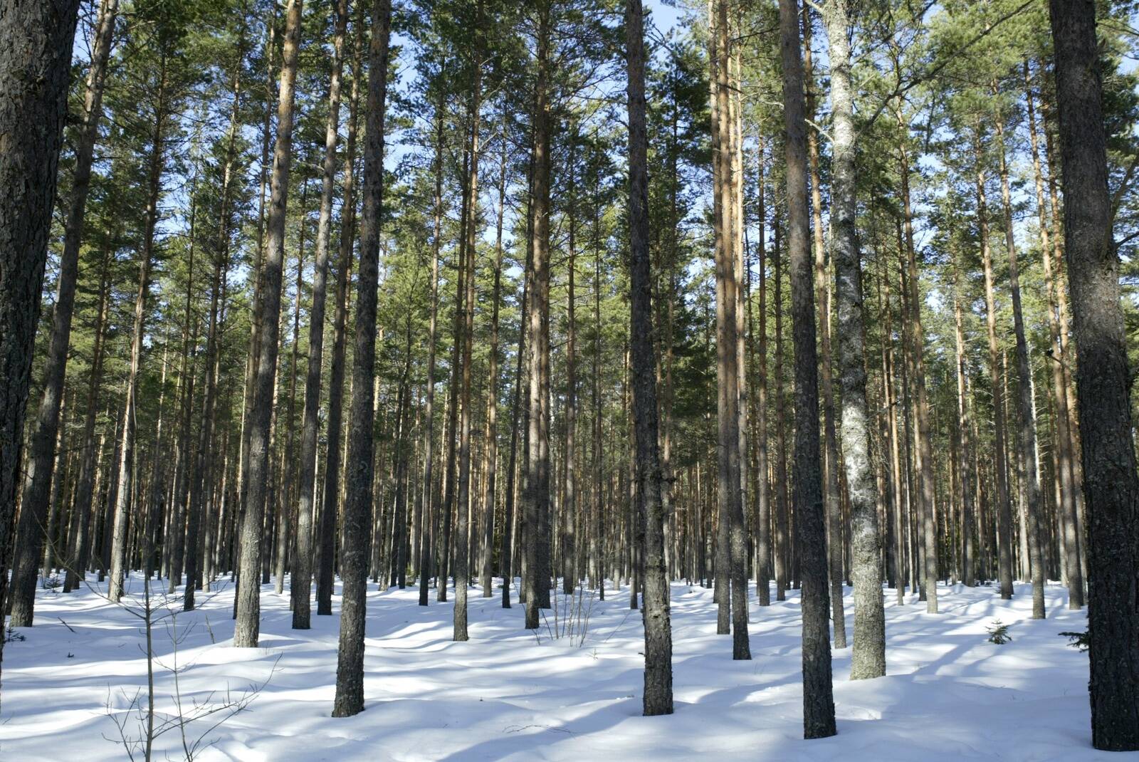 Oksjonite korraldaja Matis Hindi hinnangul ei püsi metsamaa ühe omaniku käes ülemäära kaua.