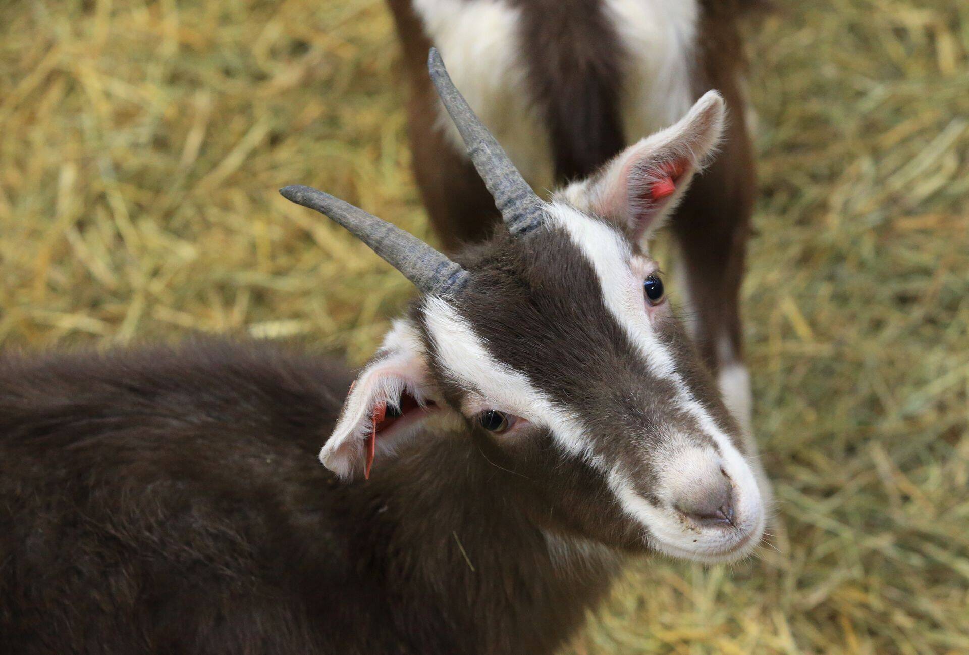 Хозяйство Андри-Пеэдо находится неподалеку от Миссо в Вырумаа, в непосредственной близости от границы Латвии и России. Ферма со стадом в 250 коз столкнулась с трудностями на фоне кризиса.