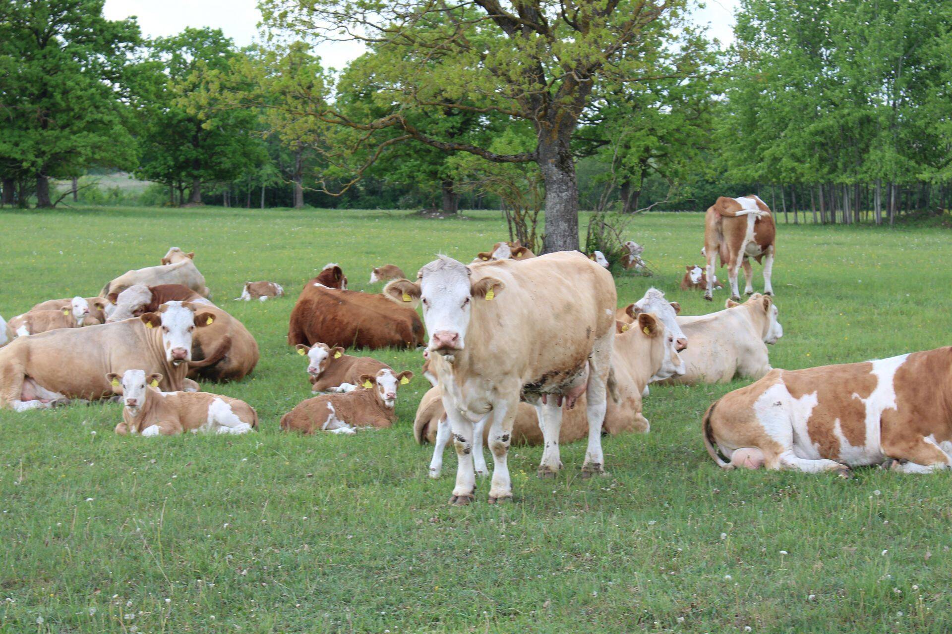 Kuidas arvestada bioloogilist vara?
