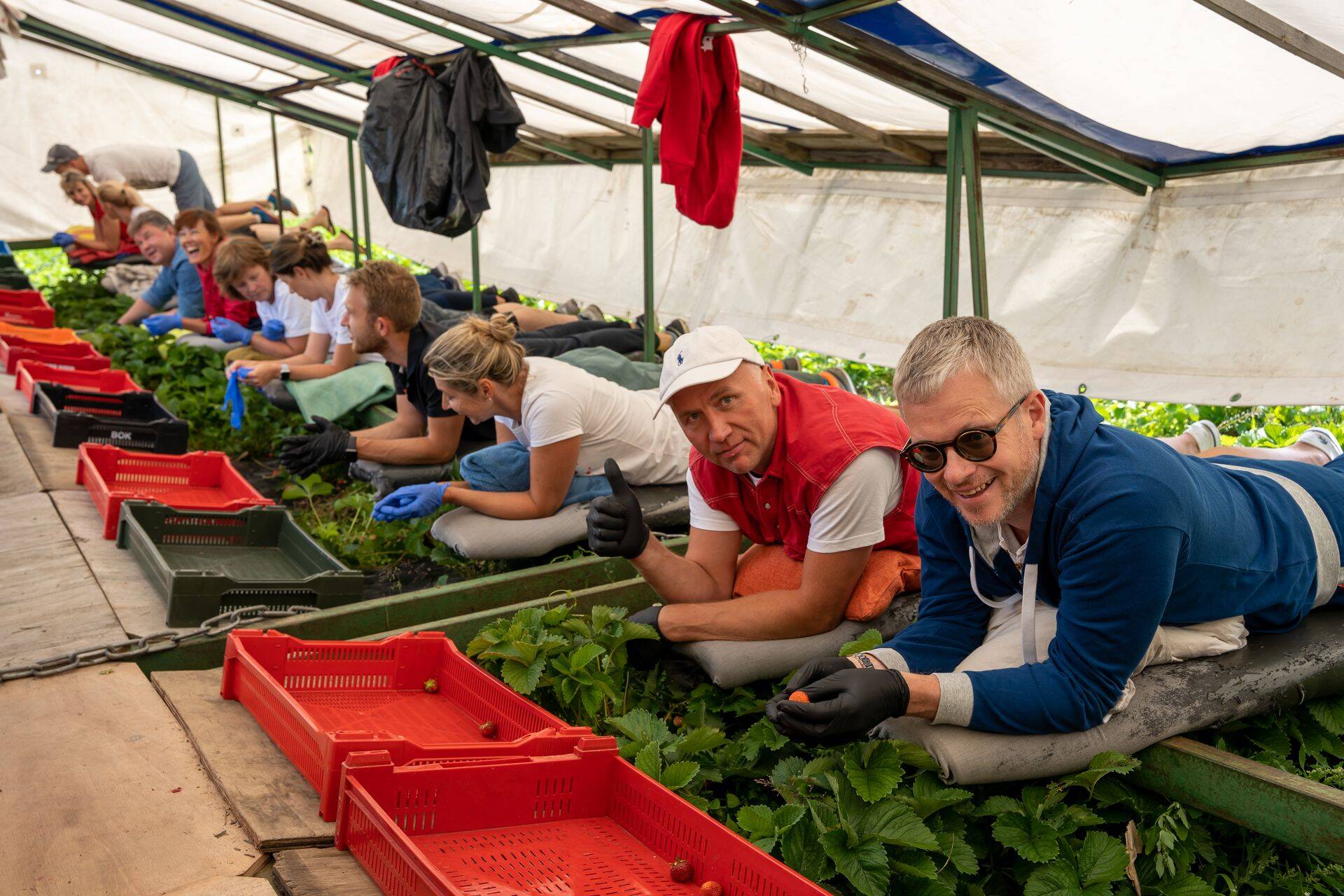 Eile korjasid ligi 50 Tere ja Farmi piimatööstuse kontoritöötajat Marjamaa talus maasikaid.