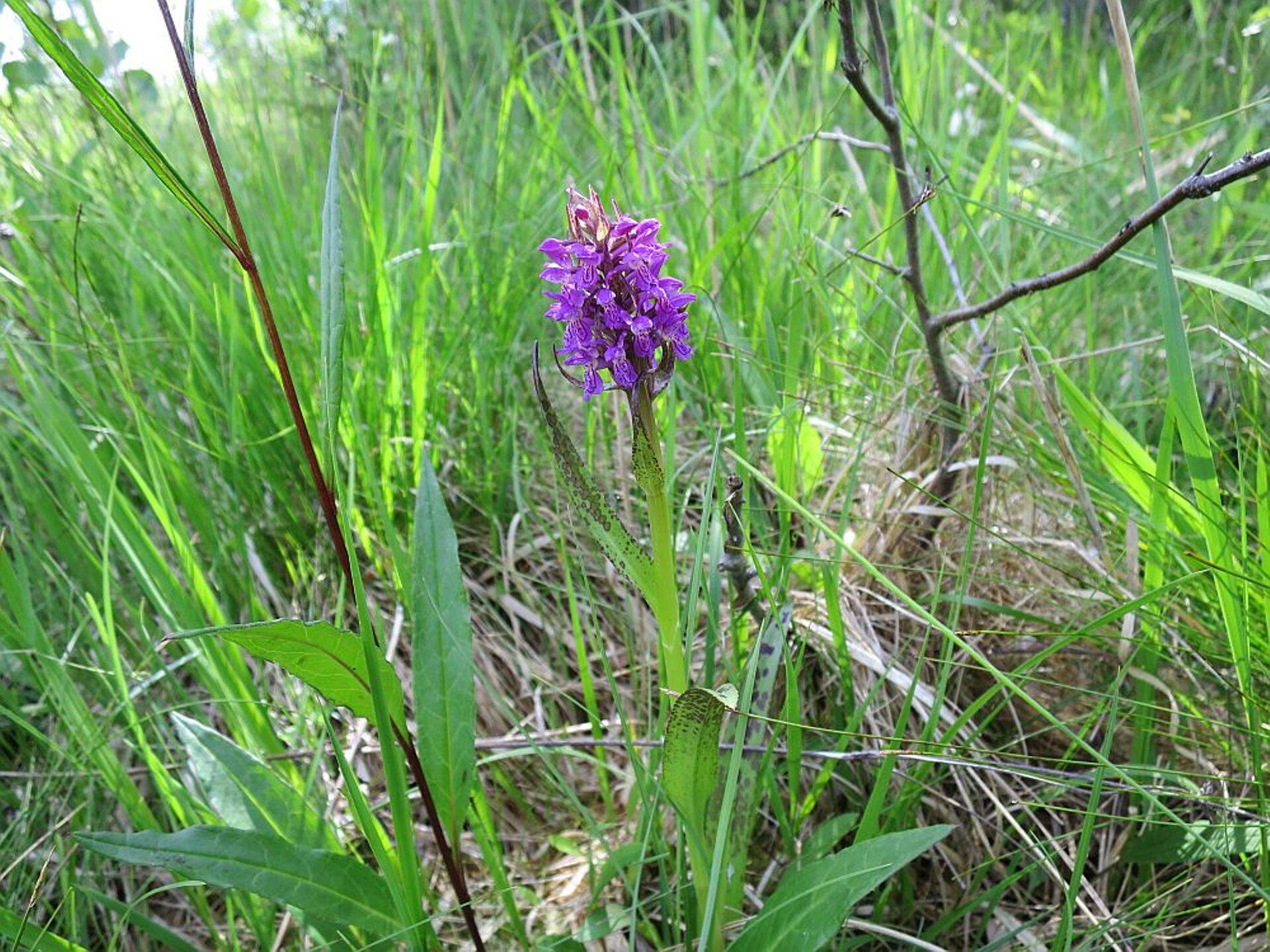 Liigirikkad puisniidud väärivad säilitamist.