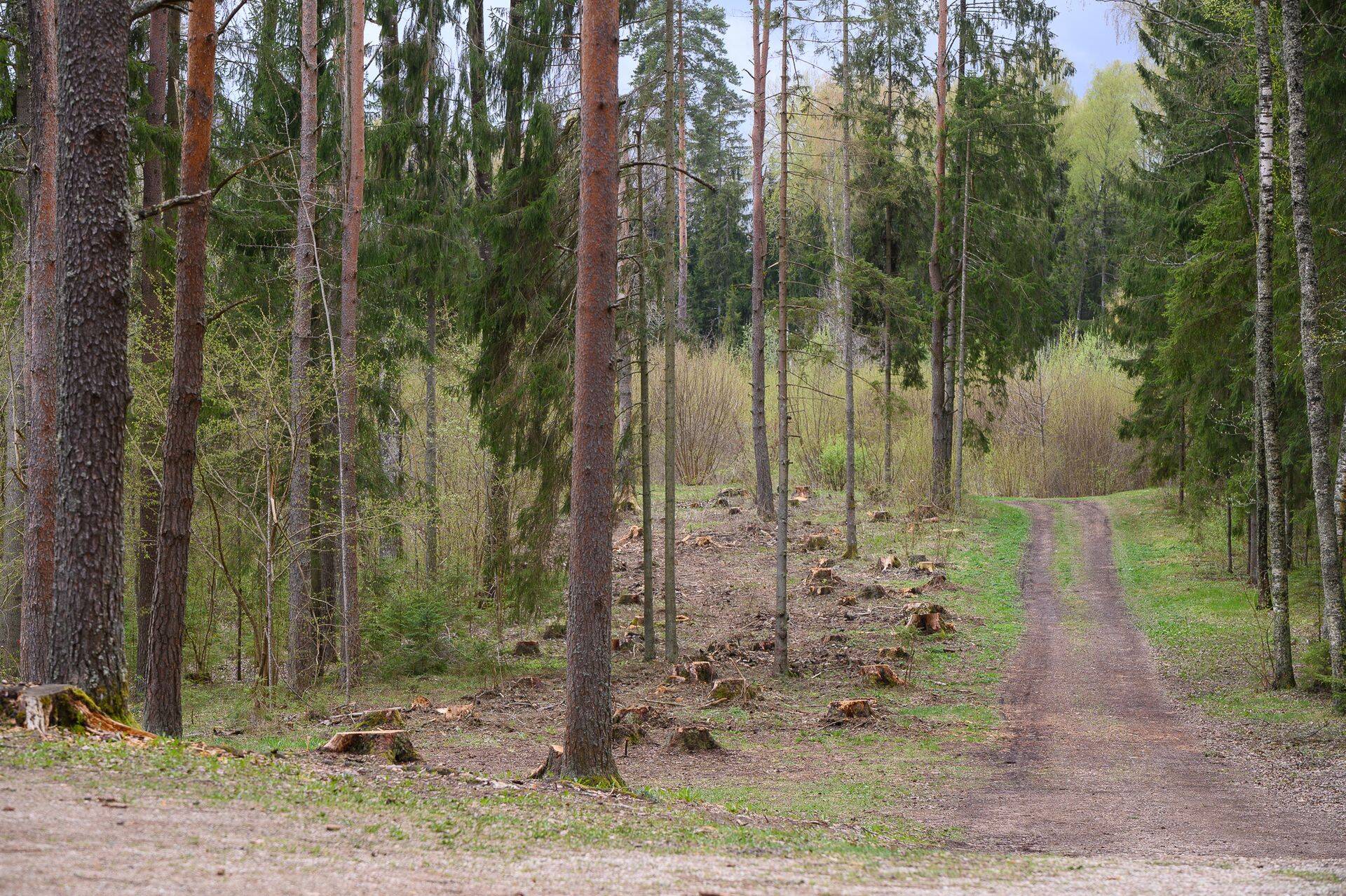 Legendaarses Intsikurmu parkmetsas tuli teha korralik sanitaarraie, sest kuuski pistis nahka kooreürask.