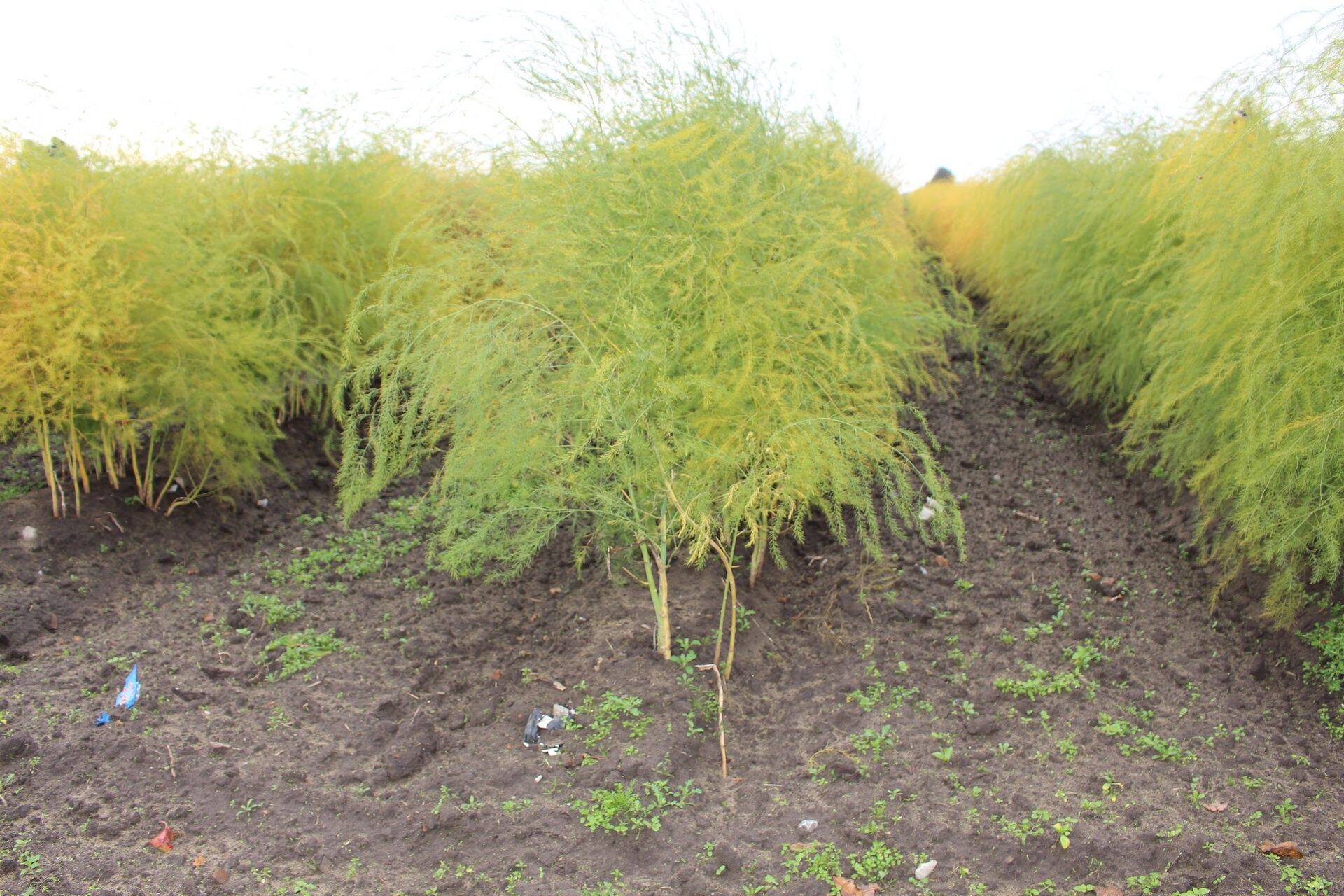 Sparglipõld Baierimaal