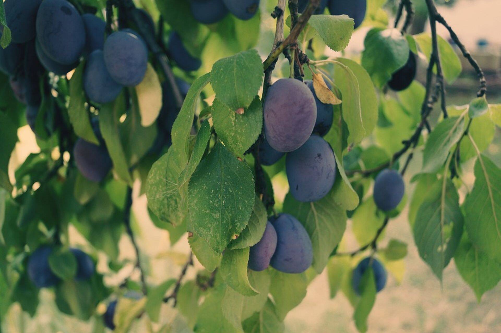 Viimastel aastatel on esinenud mitmes puukoolis ploomirõuged