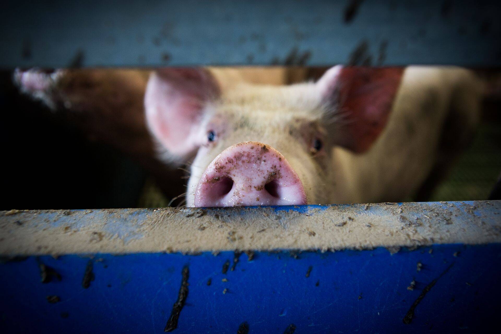 Sealihakonverents: Eesti peab suutma ennast sealihaga taas ise varustada