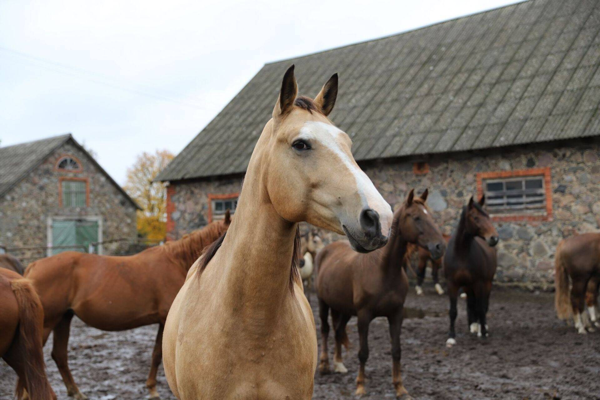 Tori hobune kuulub ohustatud loomade nimistusse.
