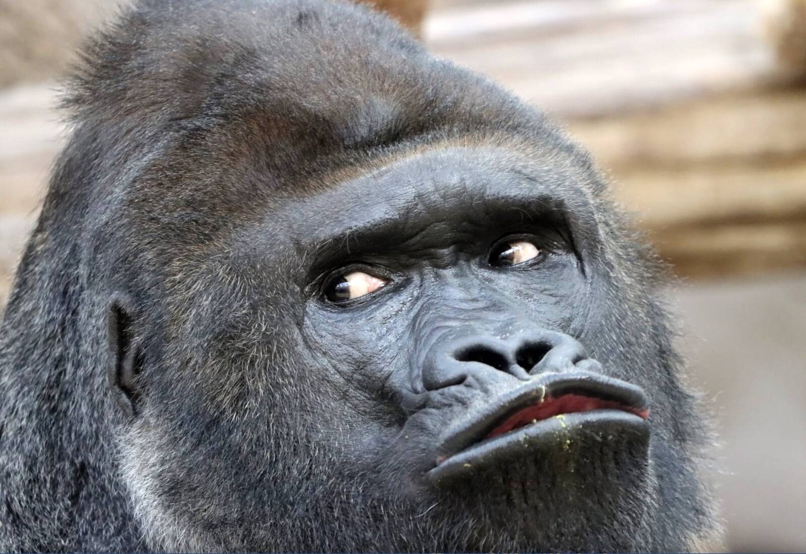 Var jautāt – kādēļ man pašam mest šautriņas vai, par to piemaksājot, uzticēt to darīt kādām profesionālam mērkaķim, ja tas man galu galā nes zemāku peļņu un tā vietā varu iegādāties kādu šāda pasīvā fonda akciju, kas kopēs tirgus sniegumu un tādējādi ilgākā termiņā, visticamāk, nodrošinās krietni labāku atdevi?